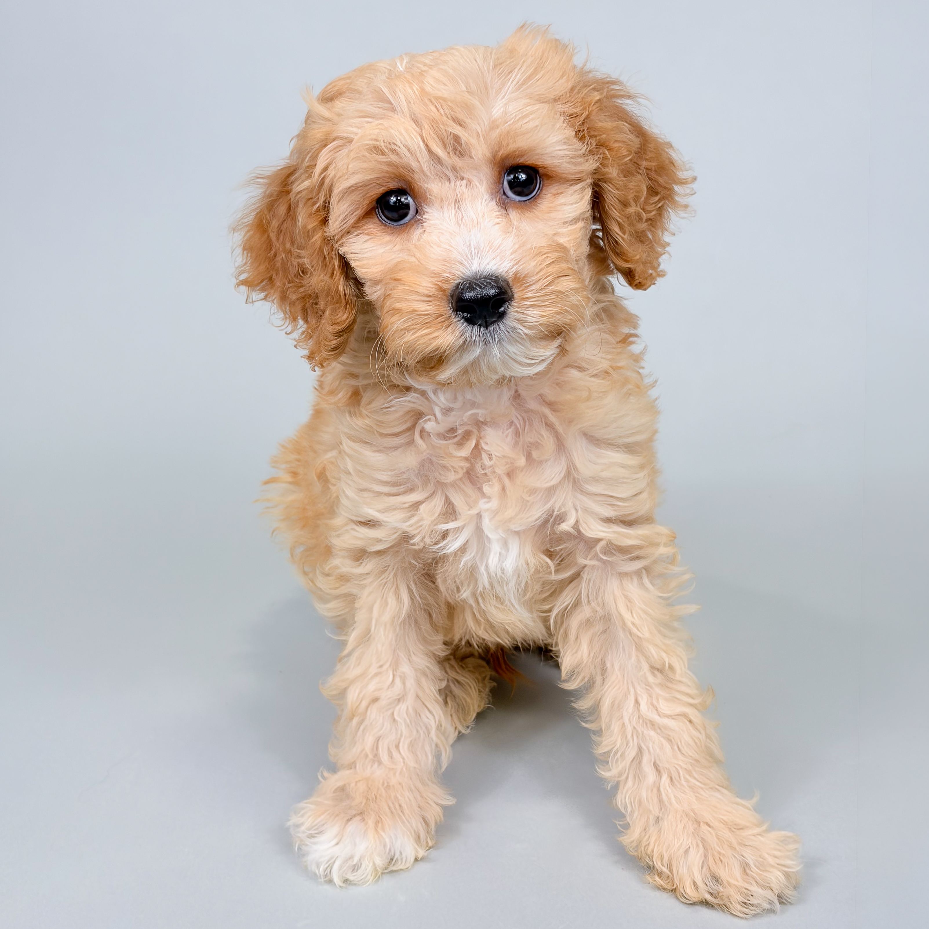 William the Cavapoo puppy