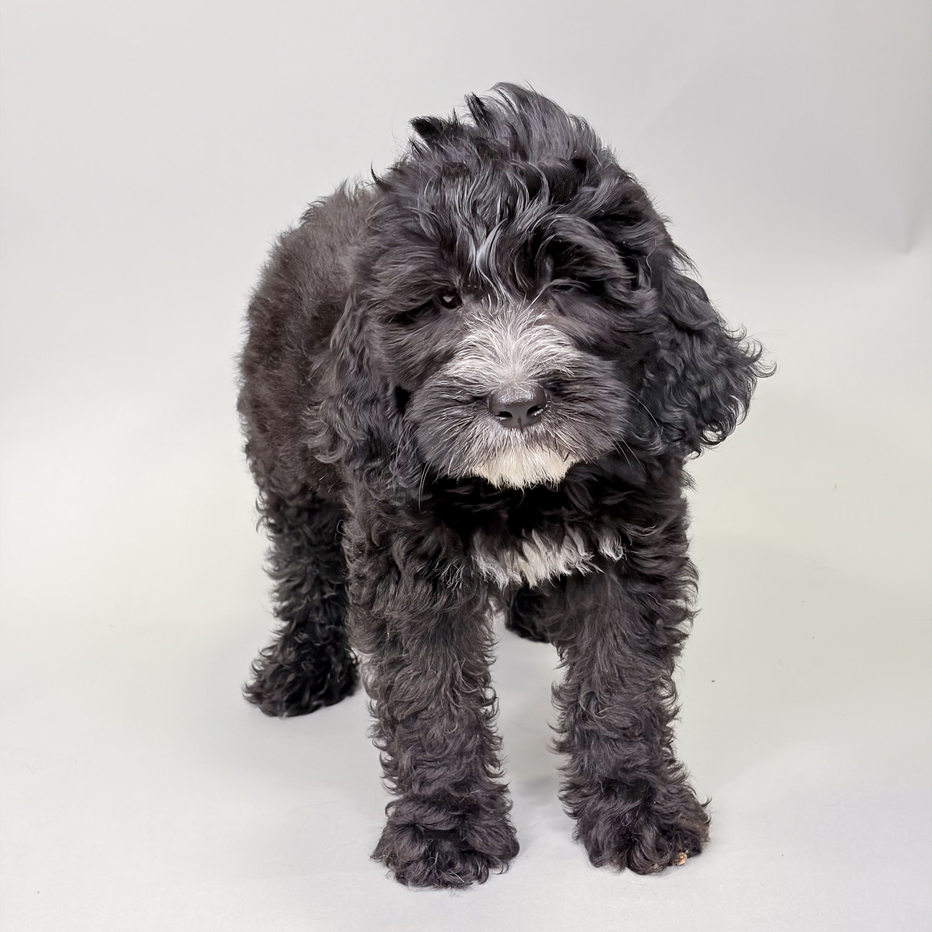 Fannie the Mini Bernedoodle puppy