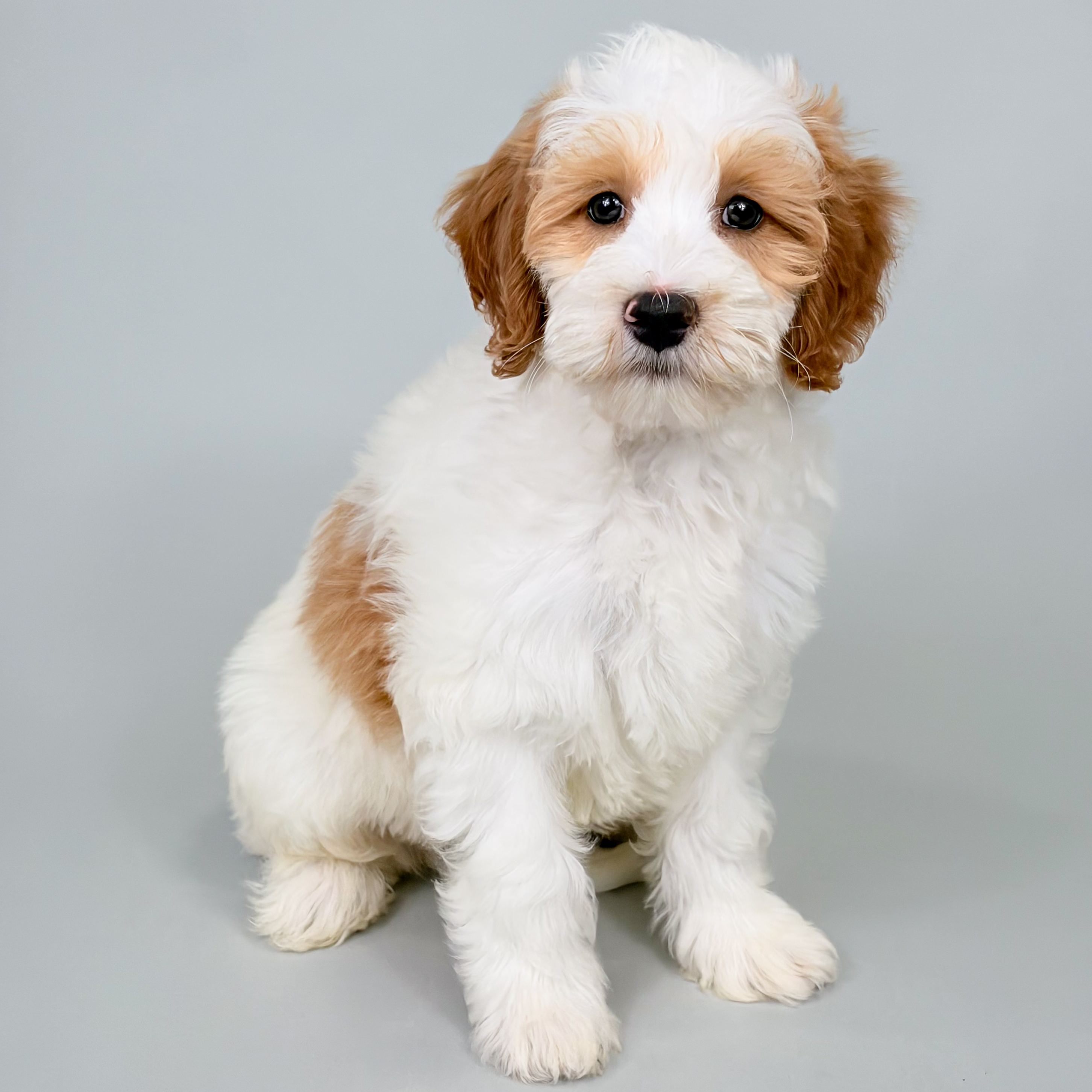 Jethro the Mini Goldendoodle puppy
