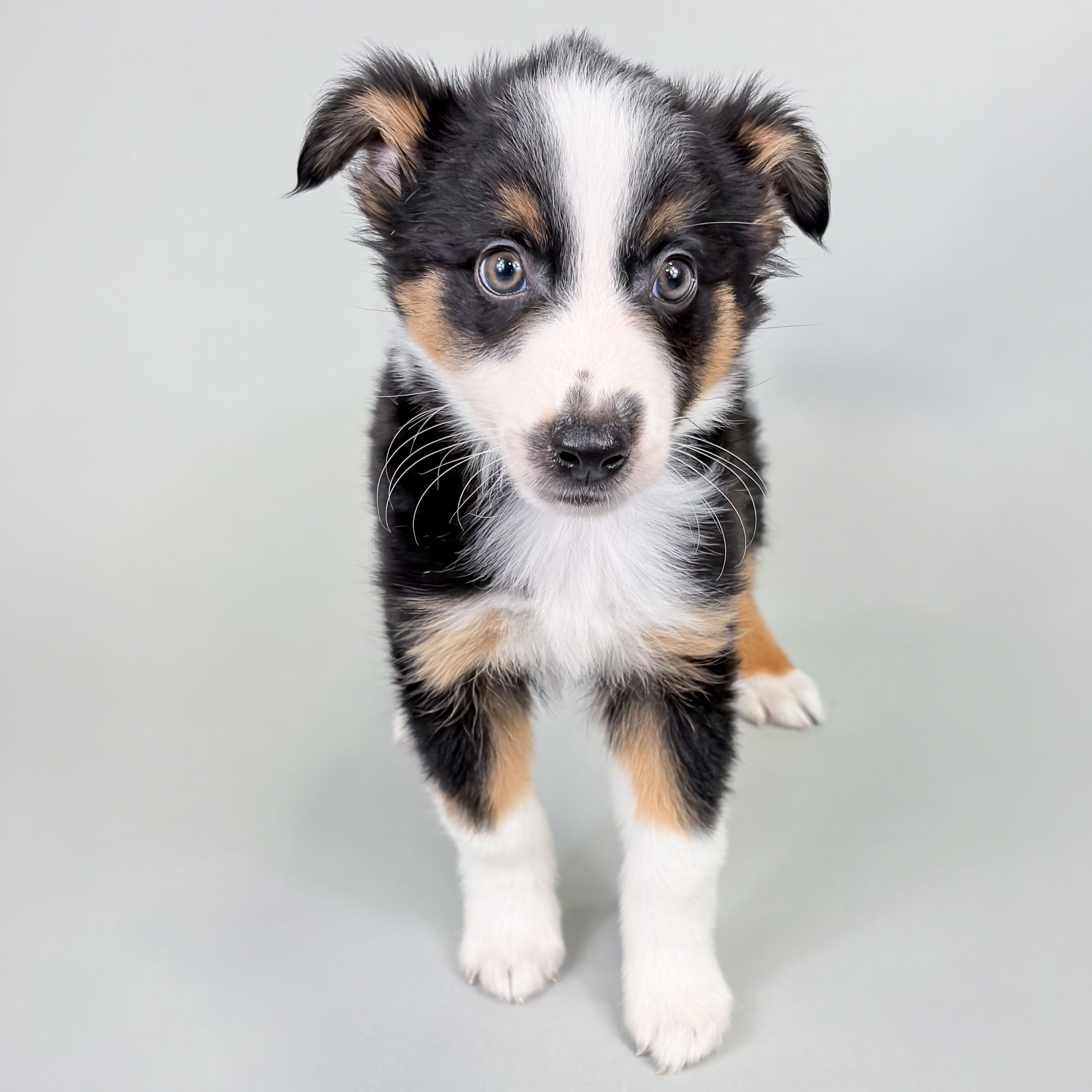 Elmer the Mini Australian Shepherd puppy