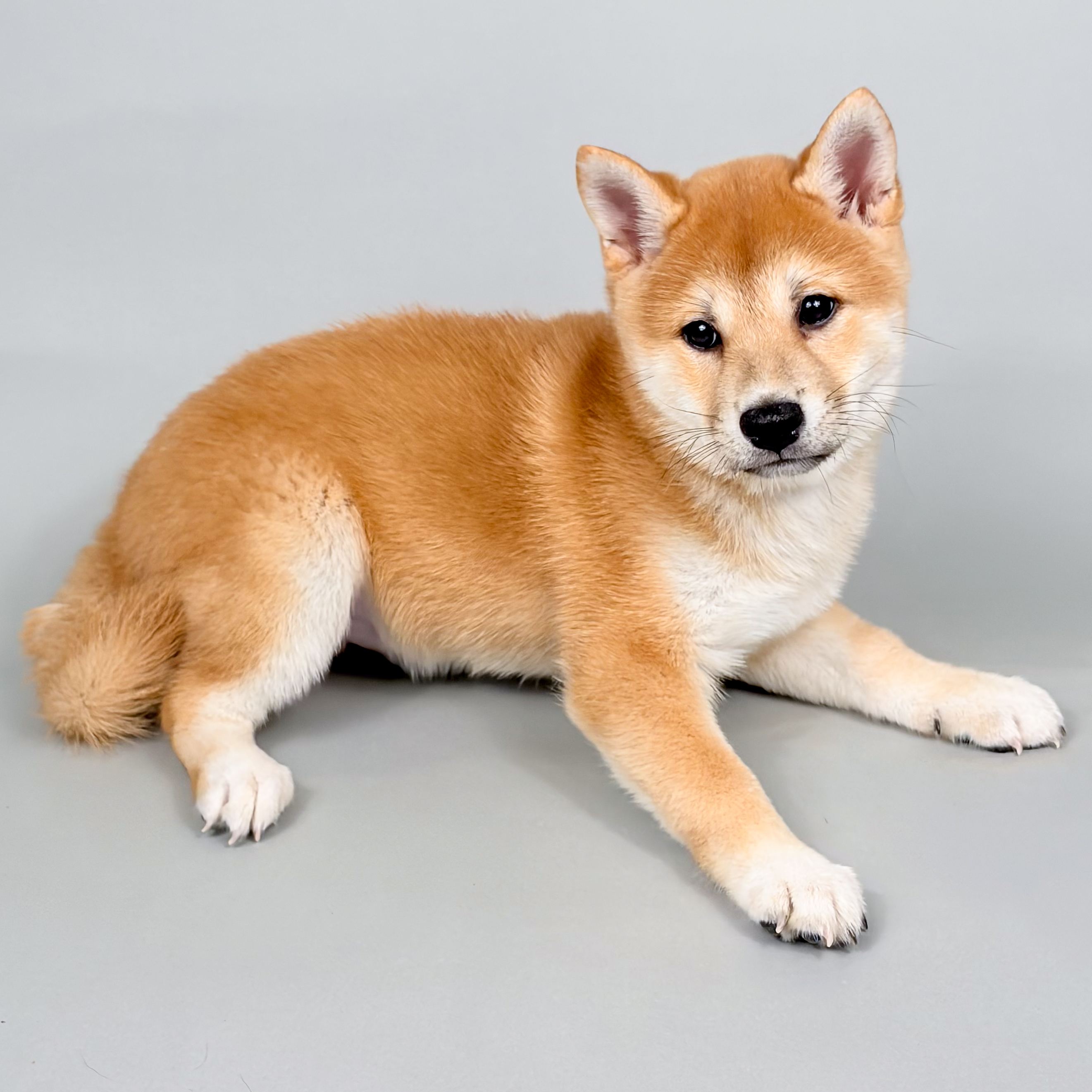 Yogi the Shiba Inu puppy