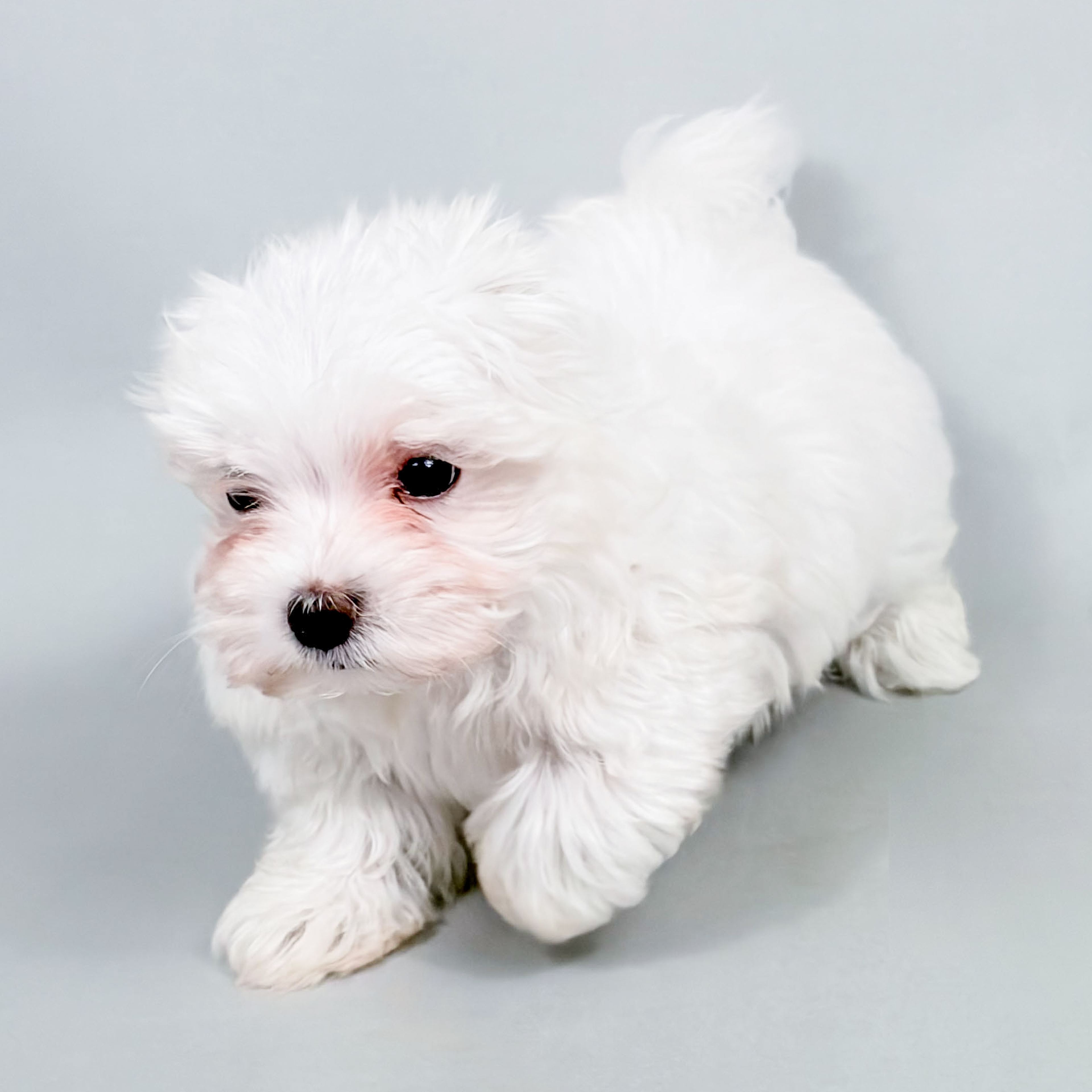 Braxton the Maltese puppy