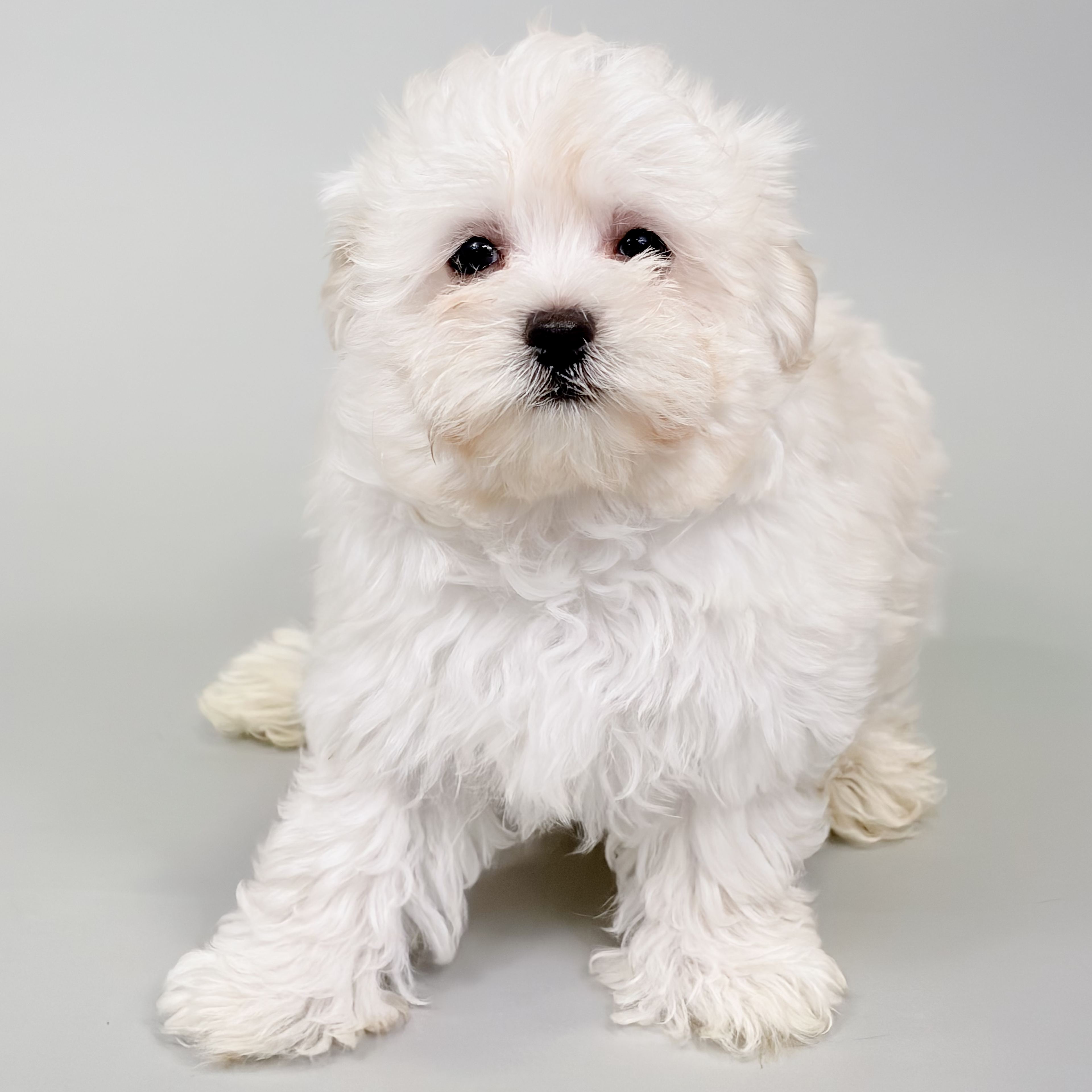 Baxter puppy