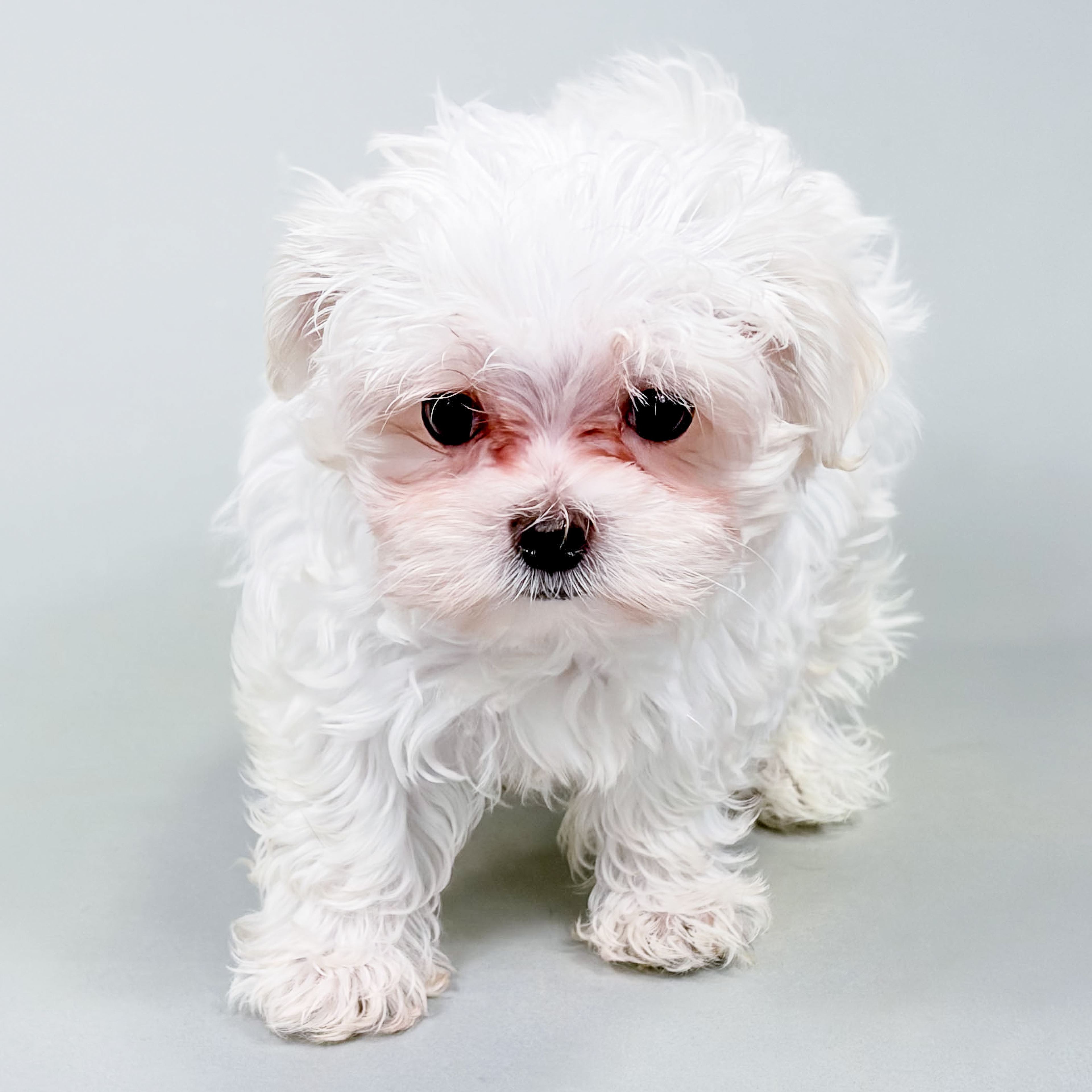 Bodhi the Maltese puppy