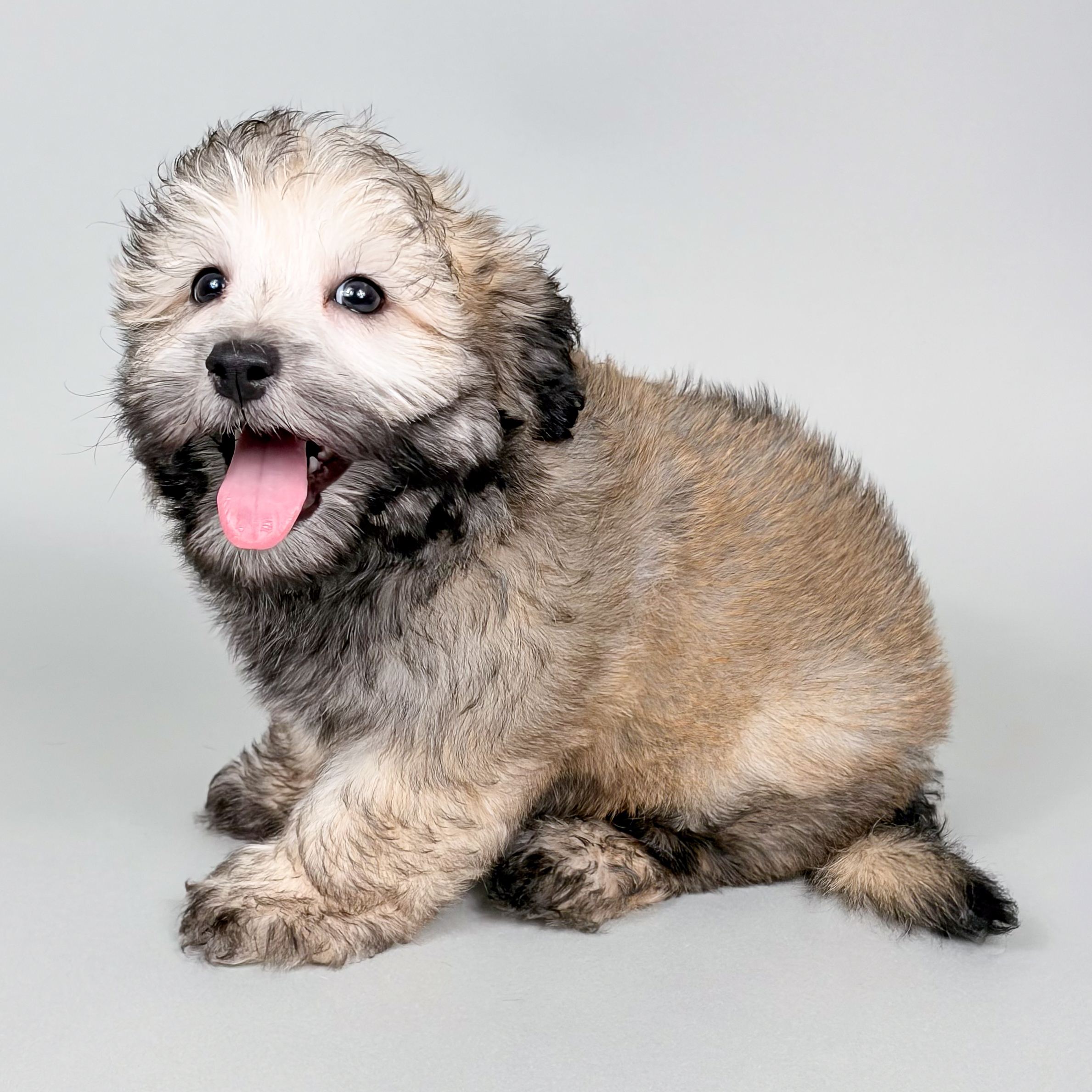 Corky the Havanese puppy