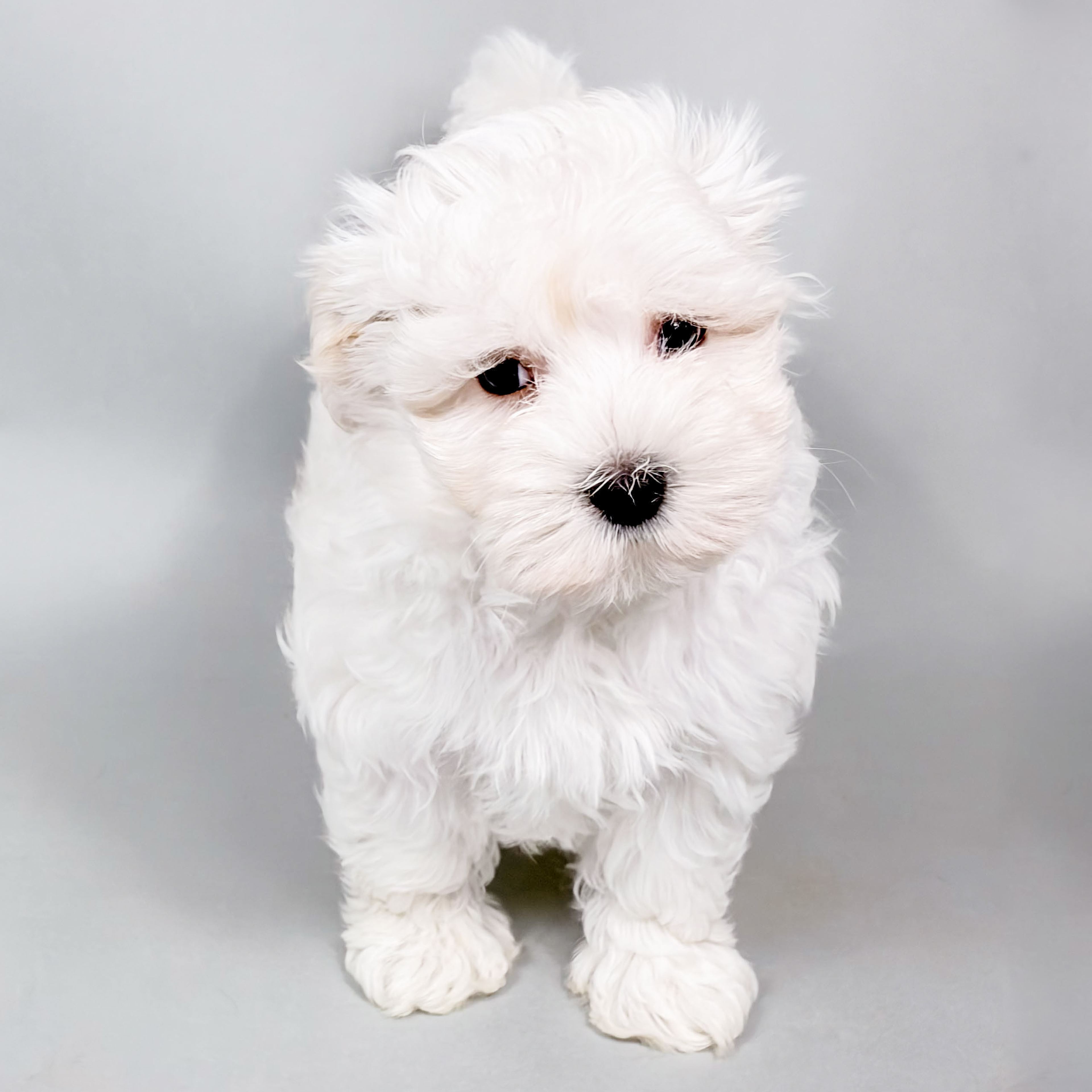 Doc the Maltese puppy