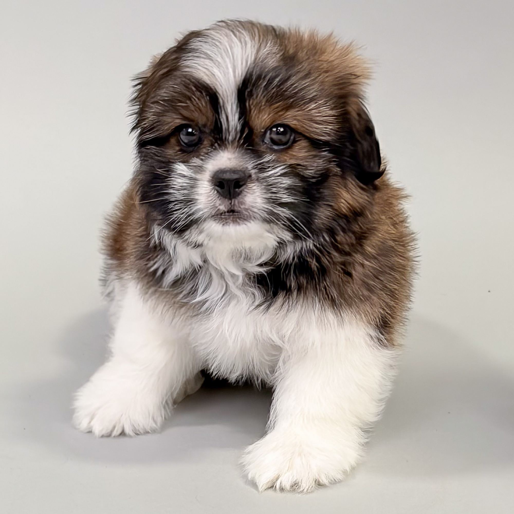 Huck the Shih Tzu puppy