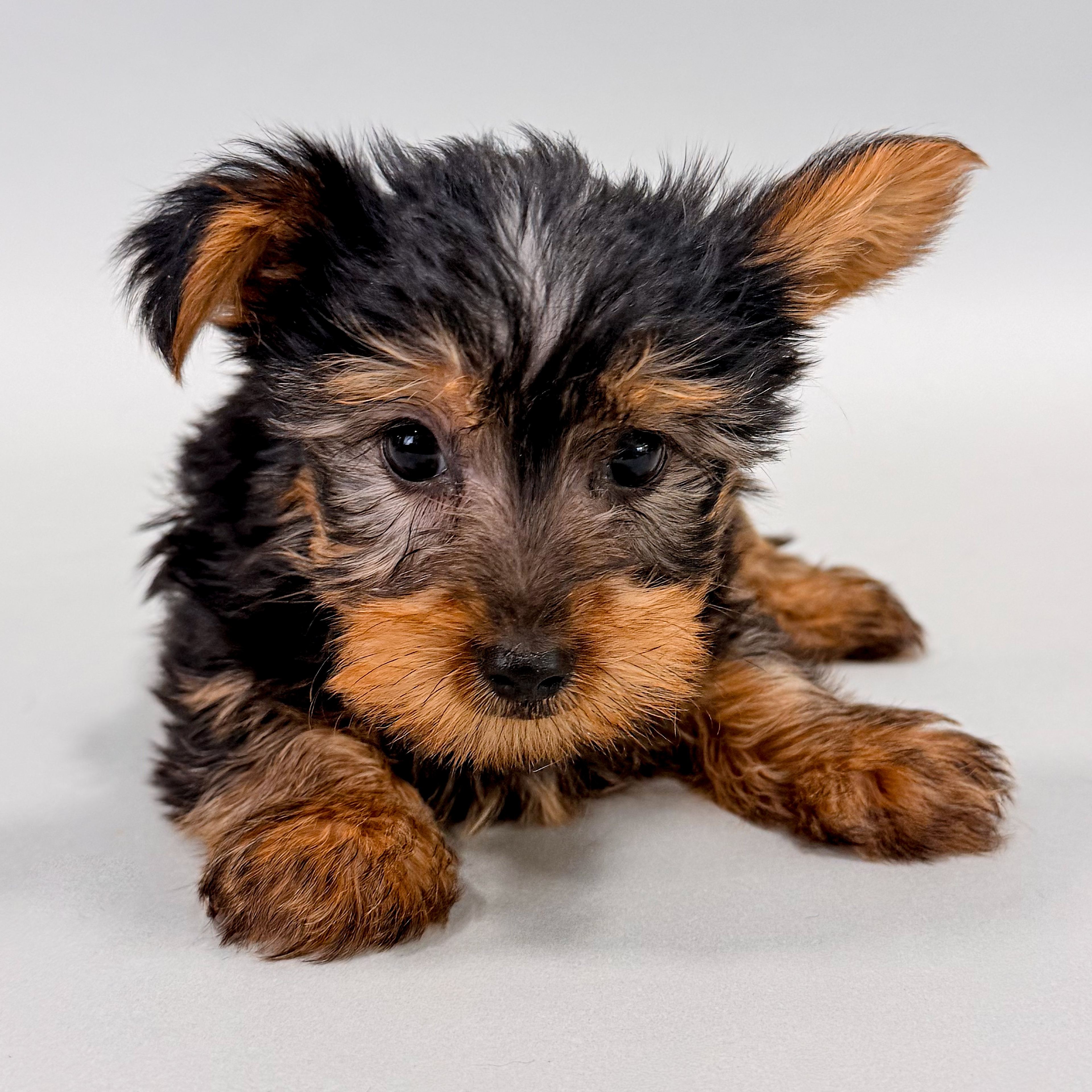 Ralph photo 1