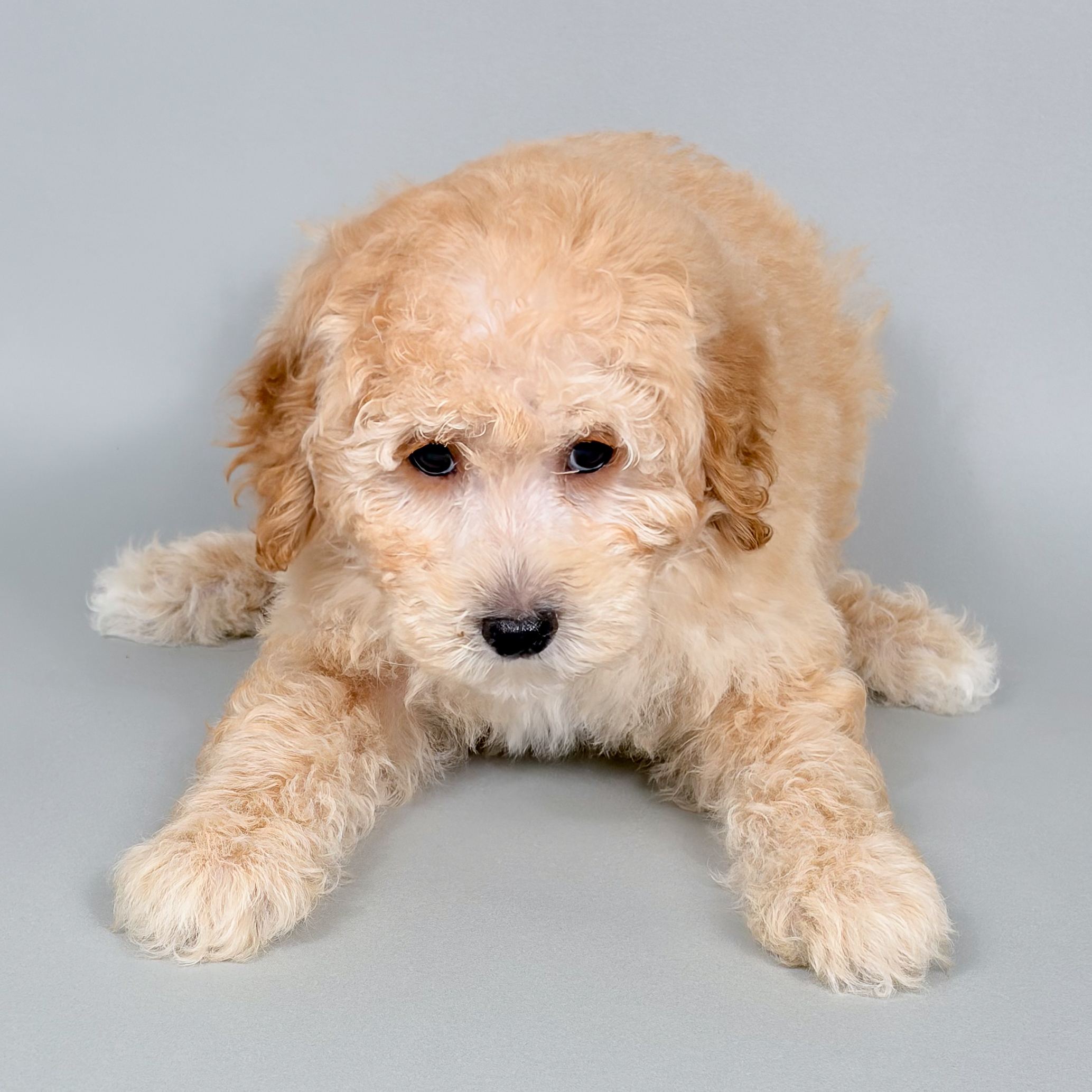King the Toy Poodle puppy