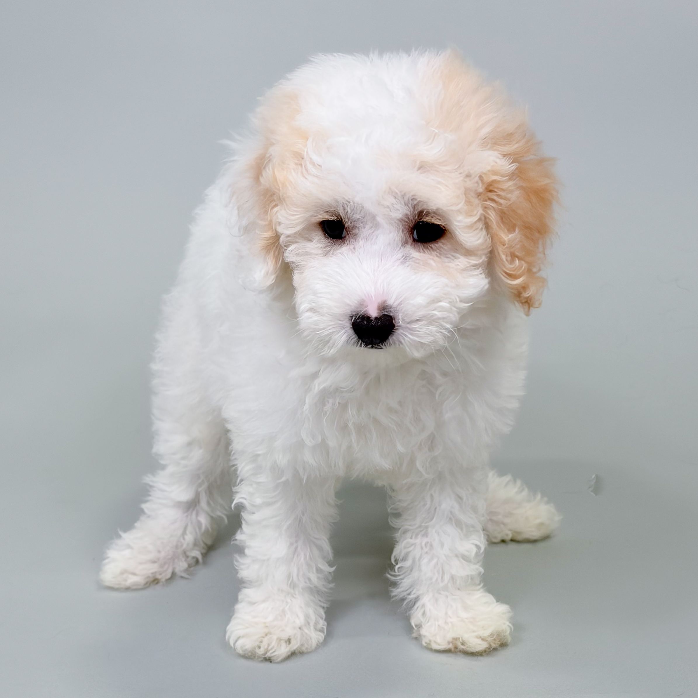 Jag the Toy Poodle puppy