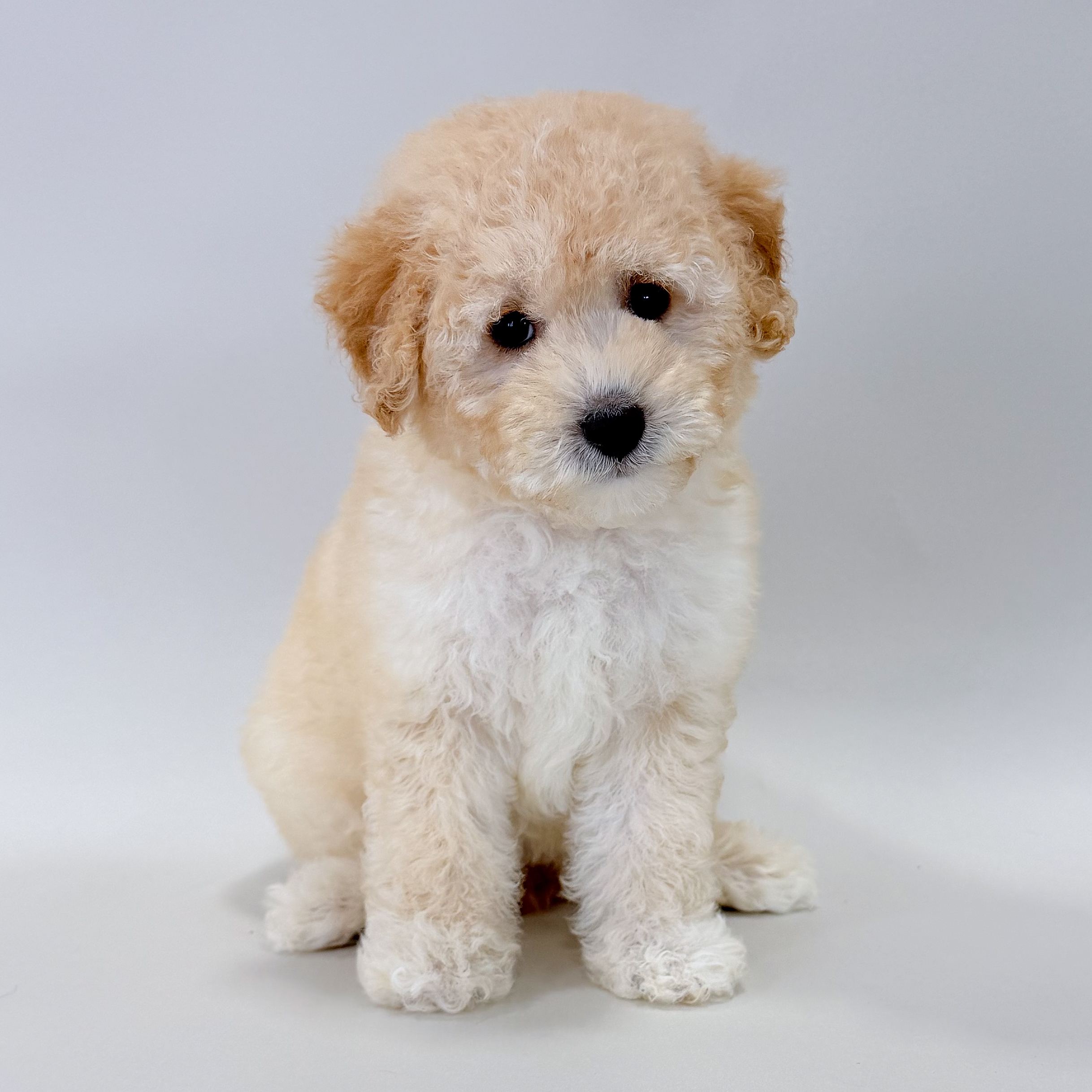 Zelda the Toy Poodle puppy