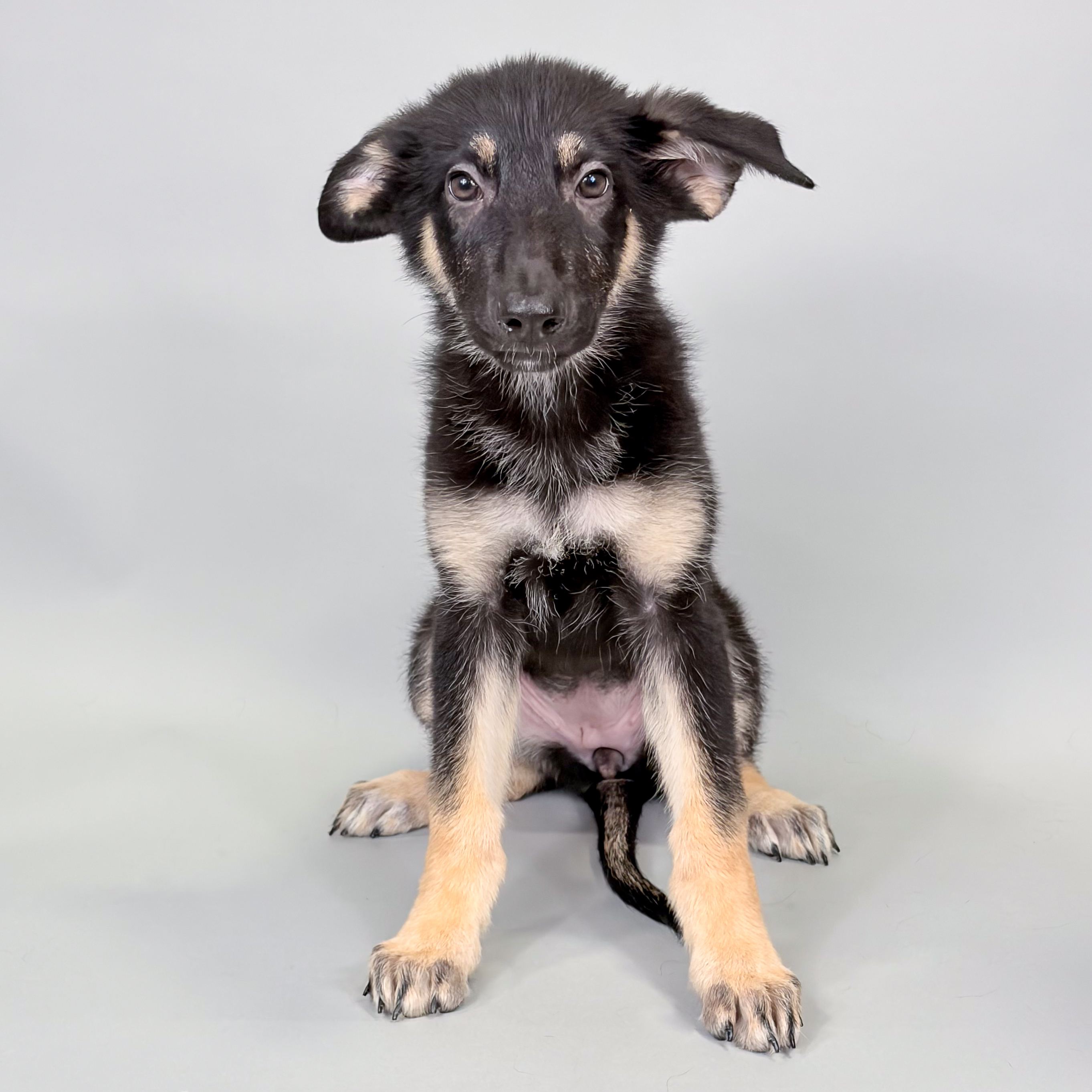 Shiloh the German Shepherd puppy