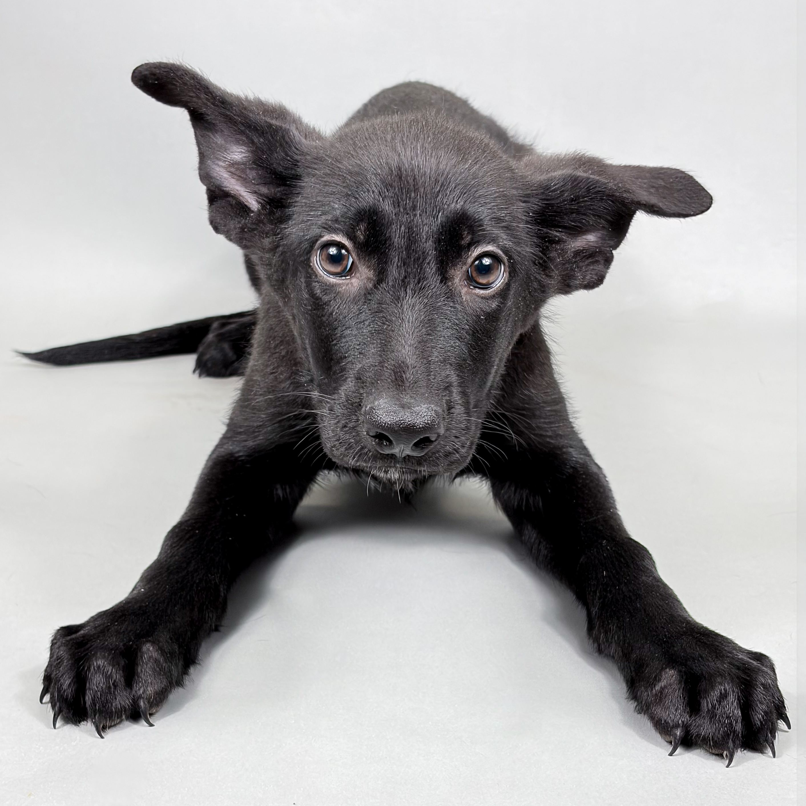 Fenton puppy
