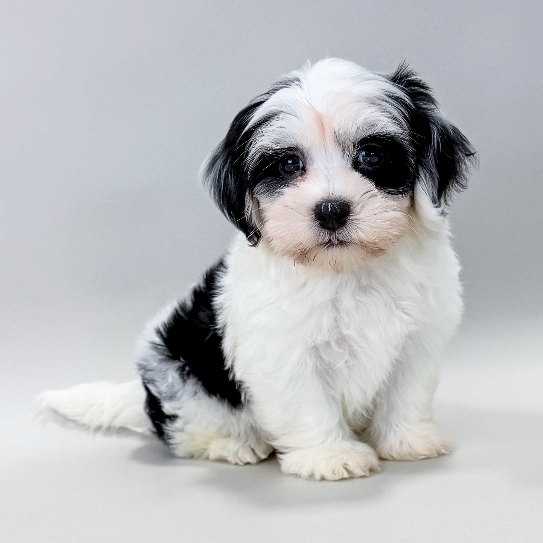 Bingo the Havanese puppy