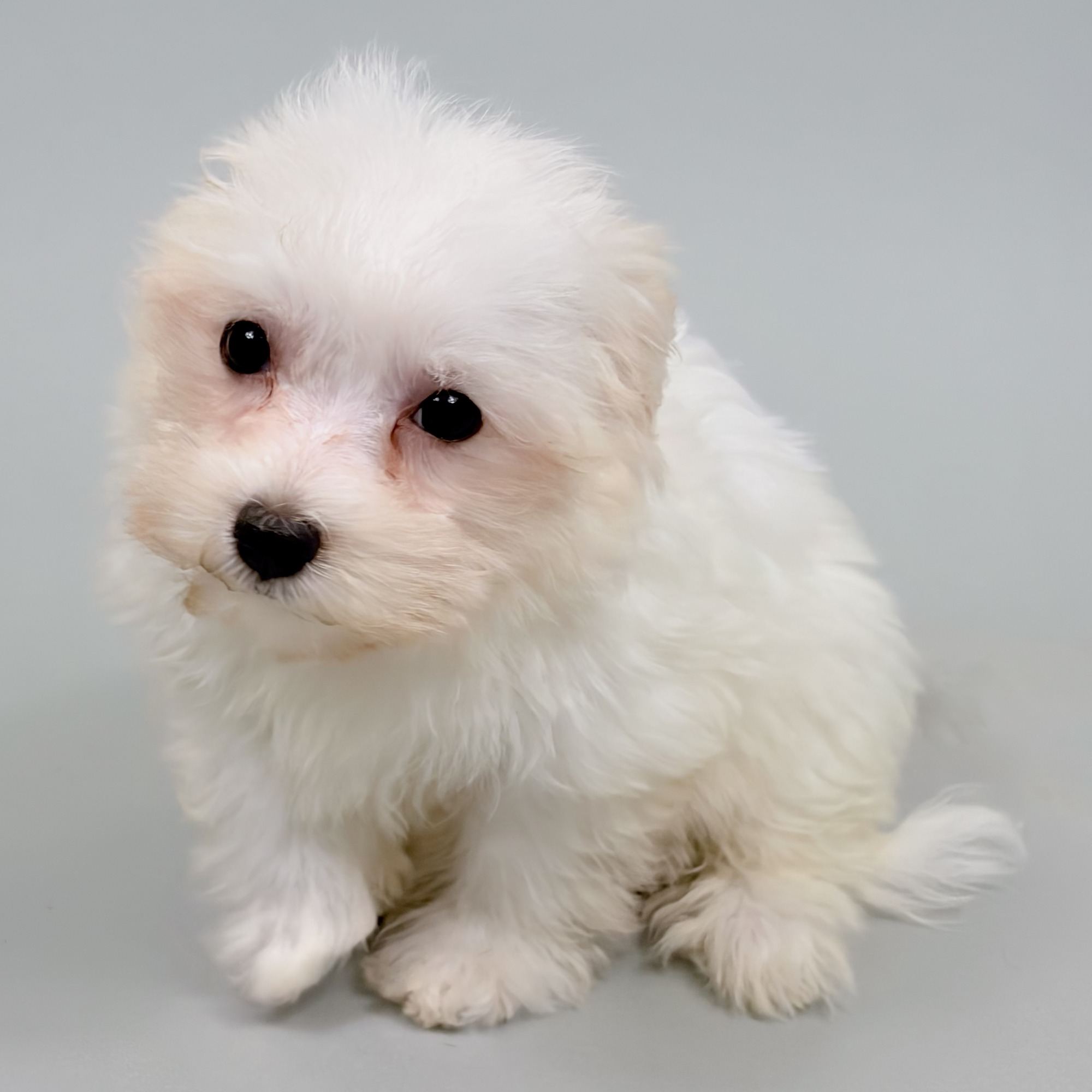 Jewel the Havanese puppy