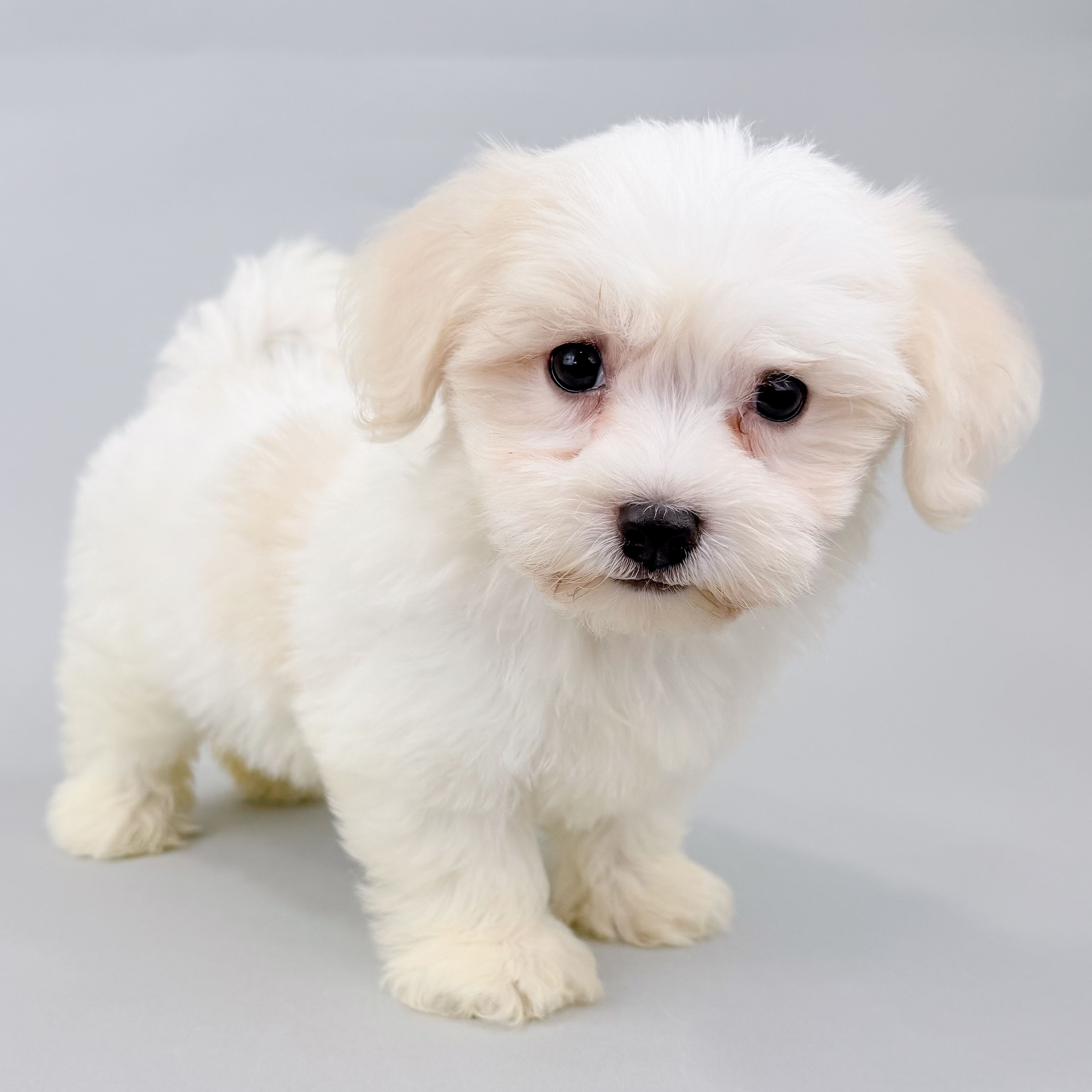 Paris the Havanese puppy