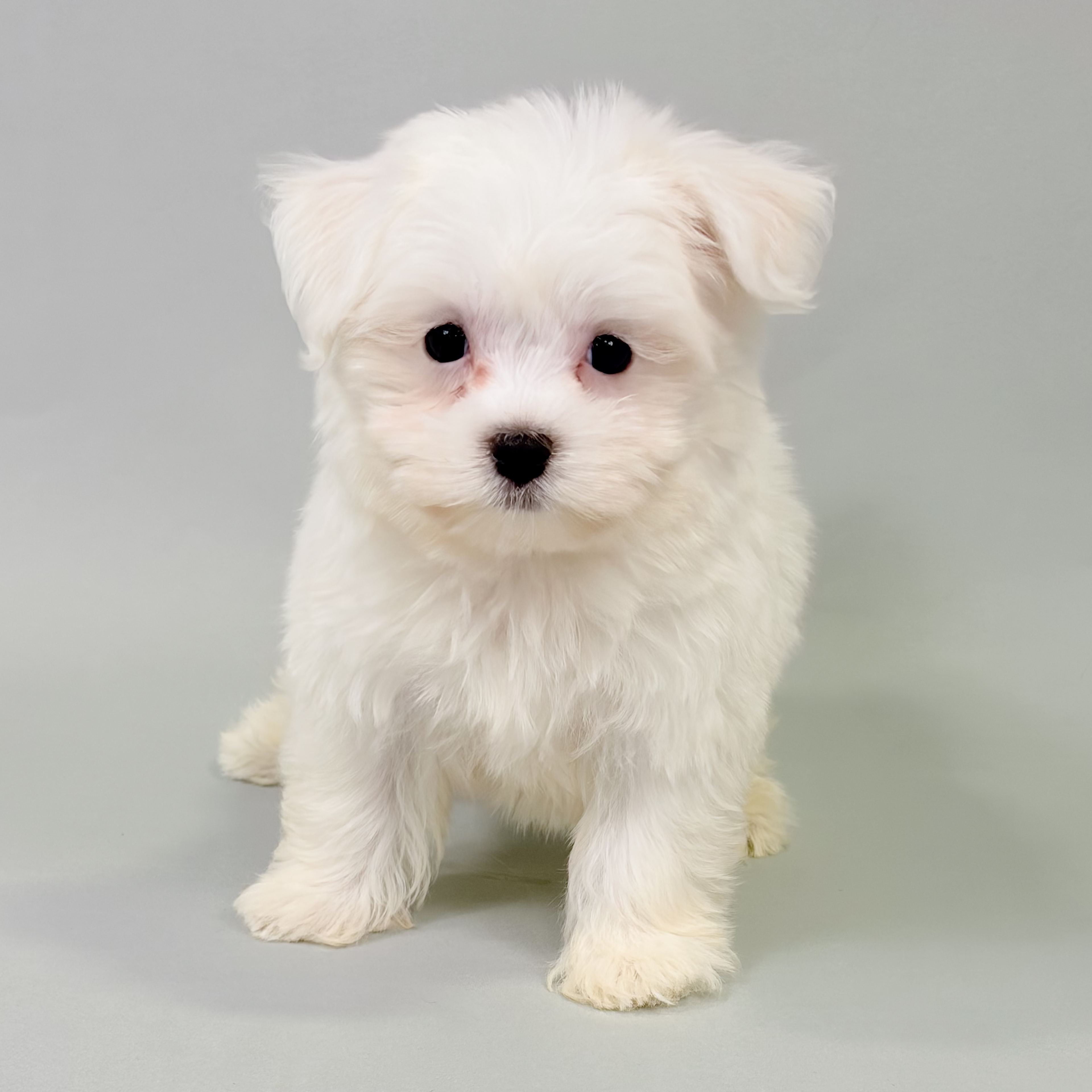 Pearl the Havanese puppy