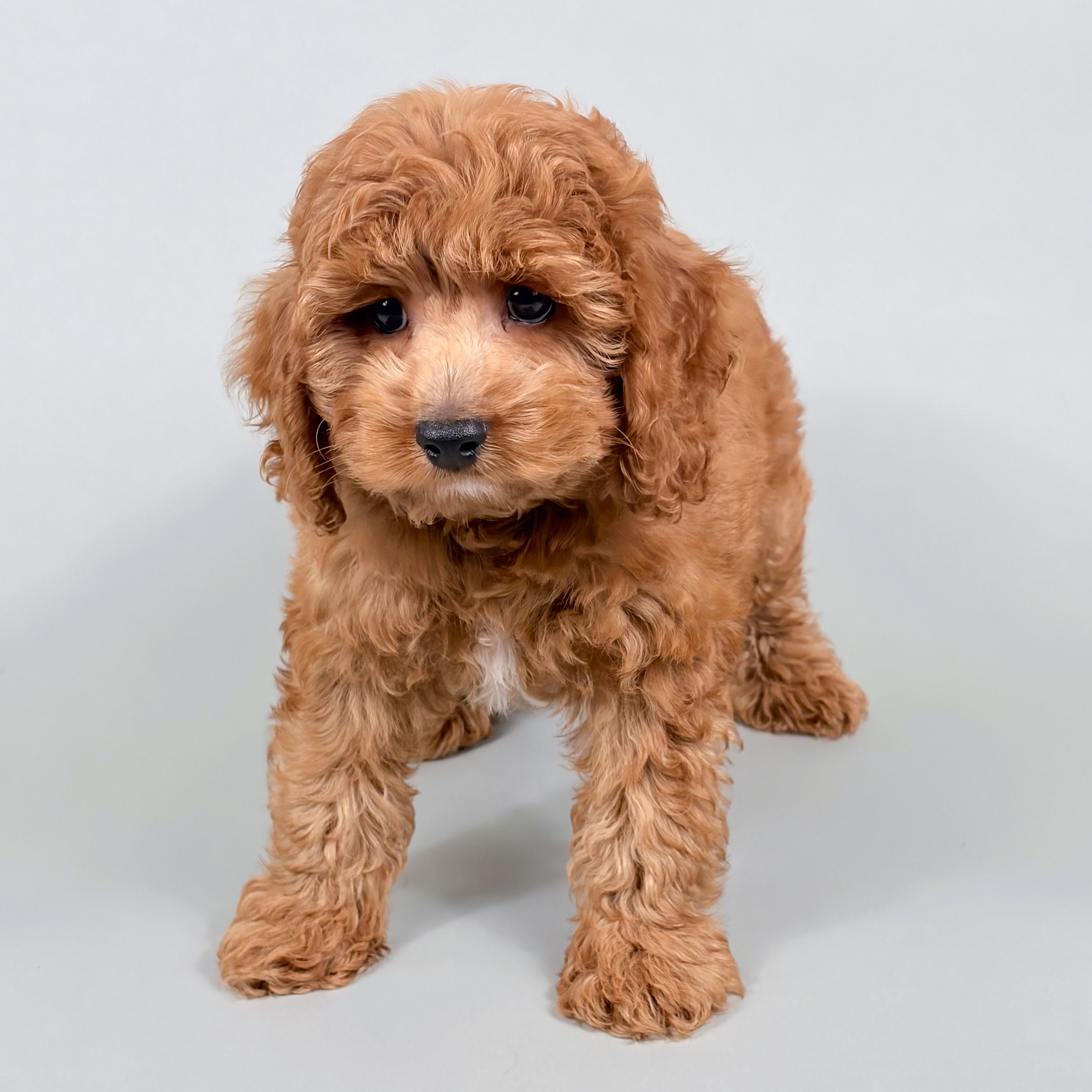 Jacob the Cockapoo puppy