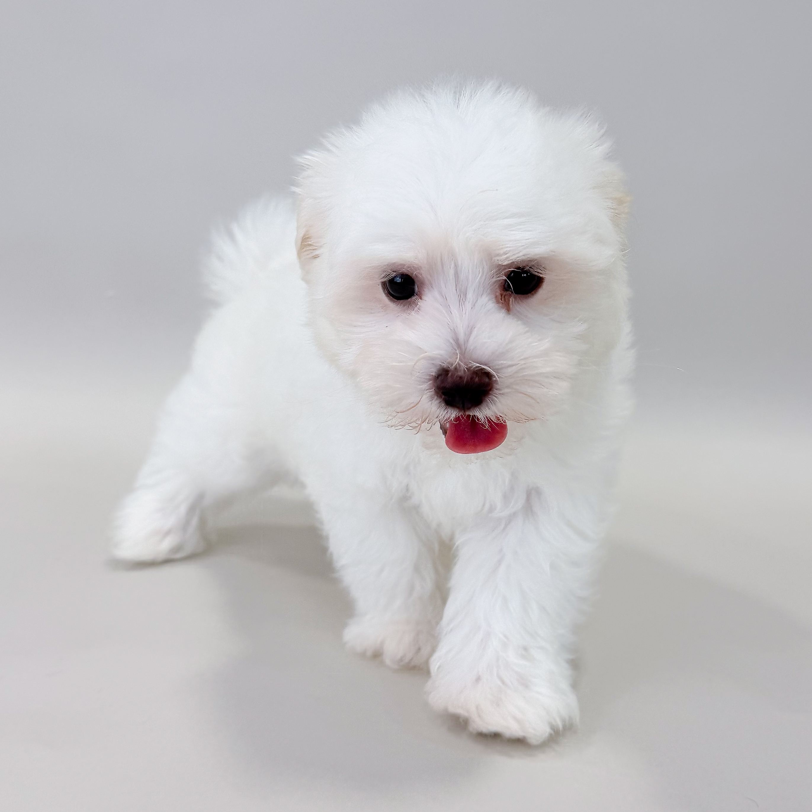 Mason the Maltese puppy