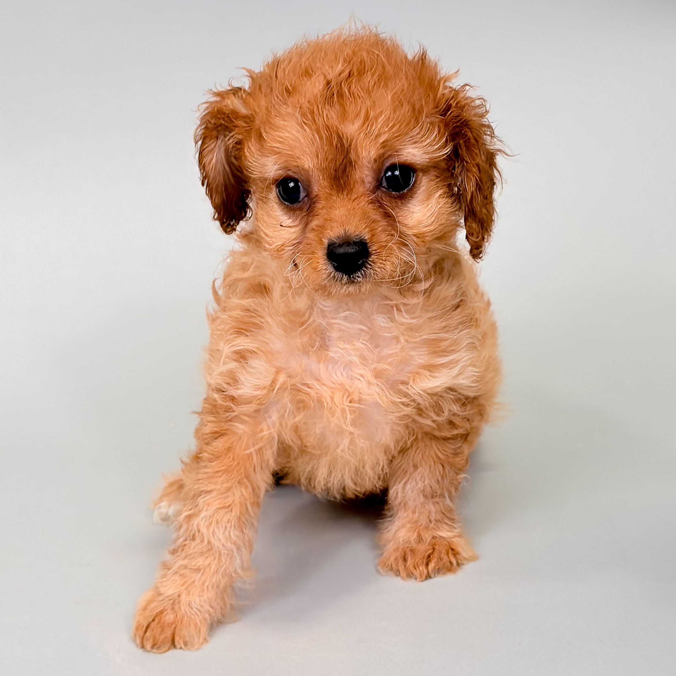 Laura the Cavapoo puppy