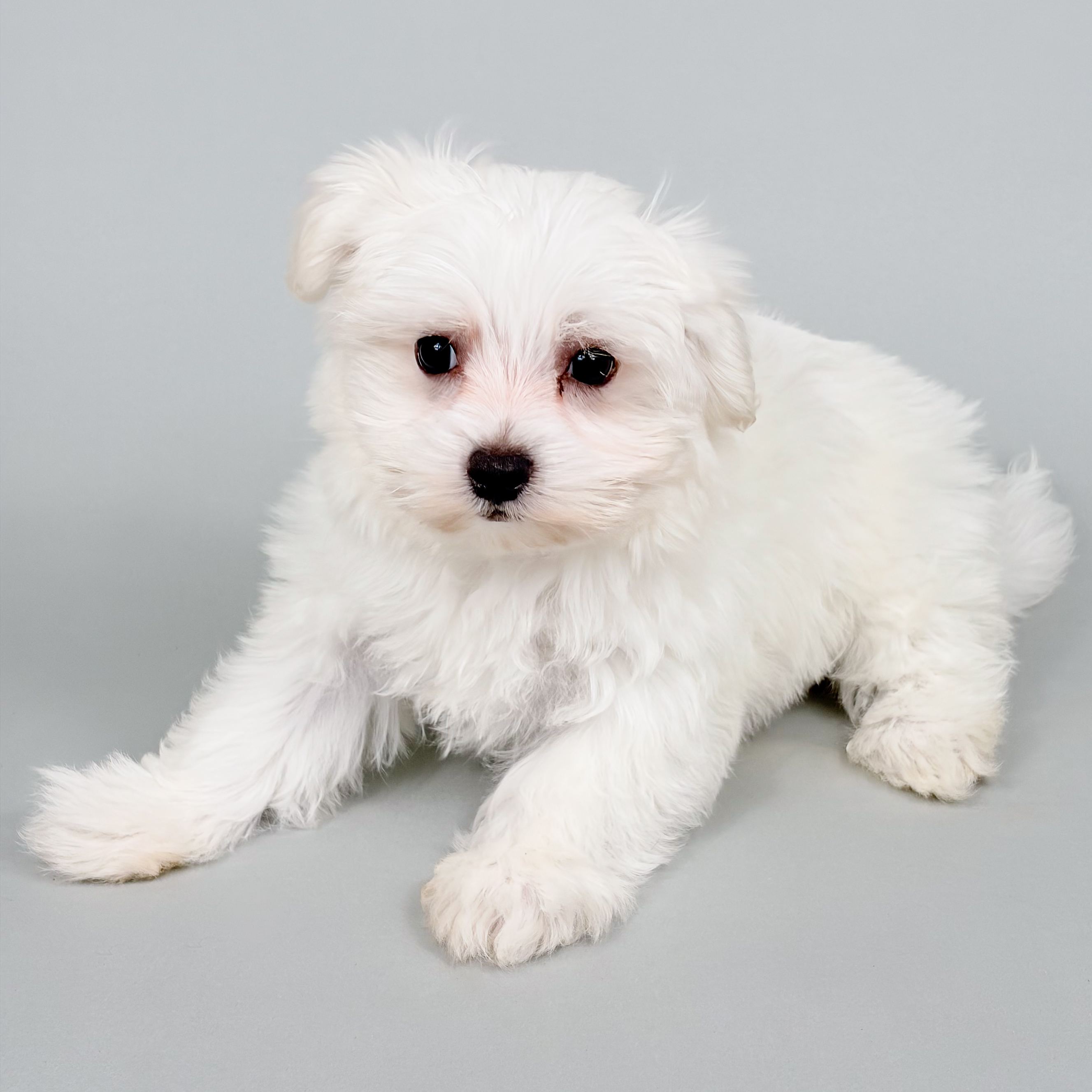 Haley the Maltese puppy