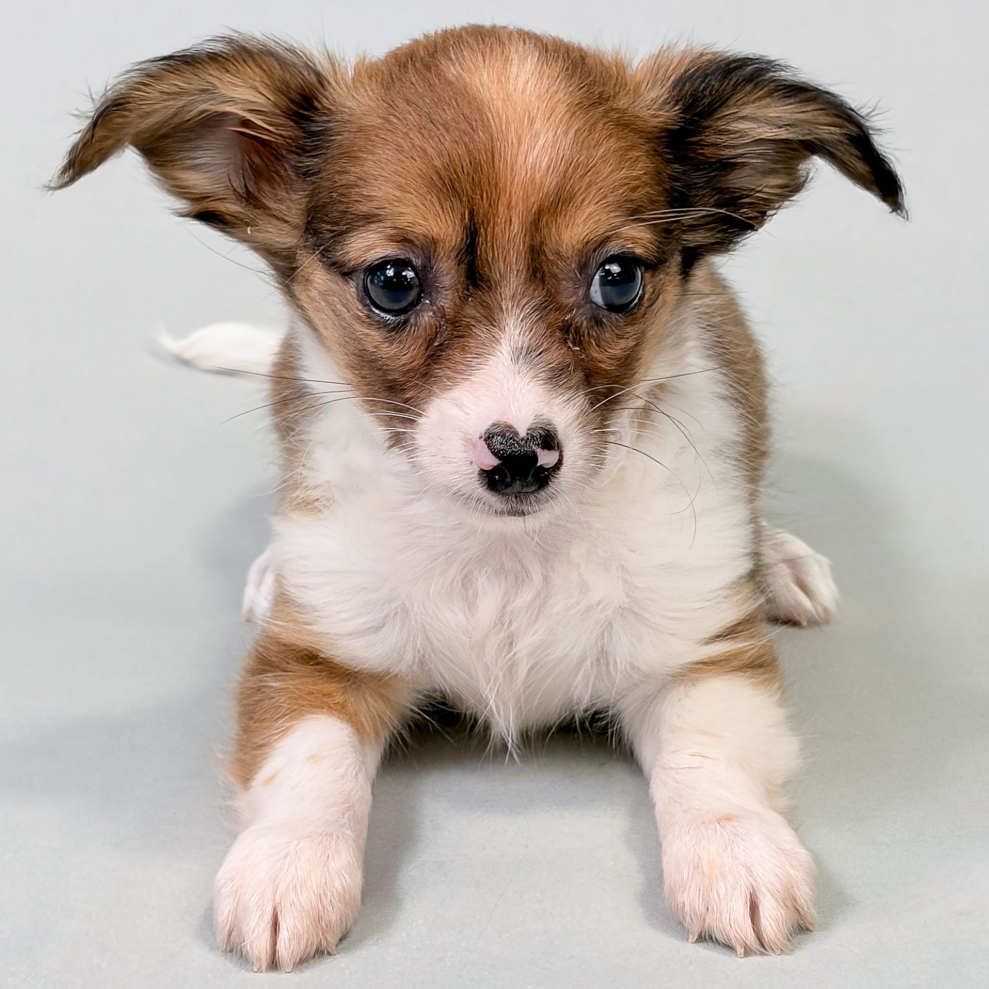 Ginger the Chihuahua puppy