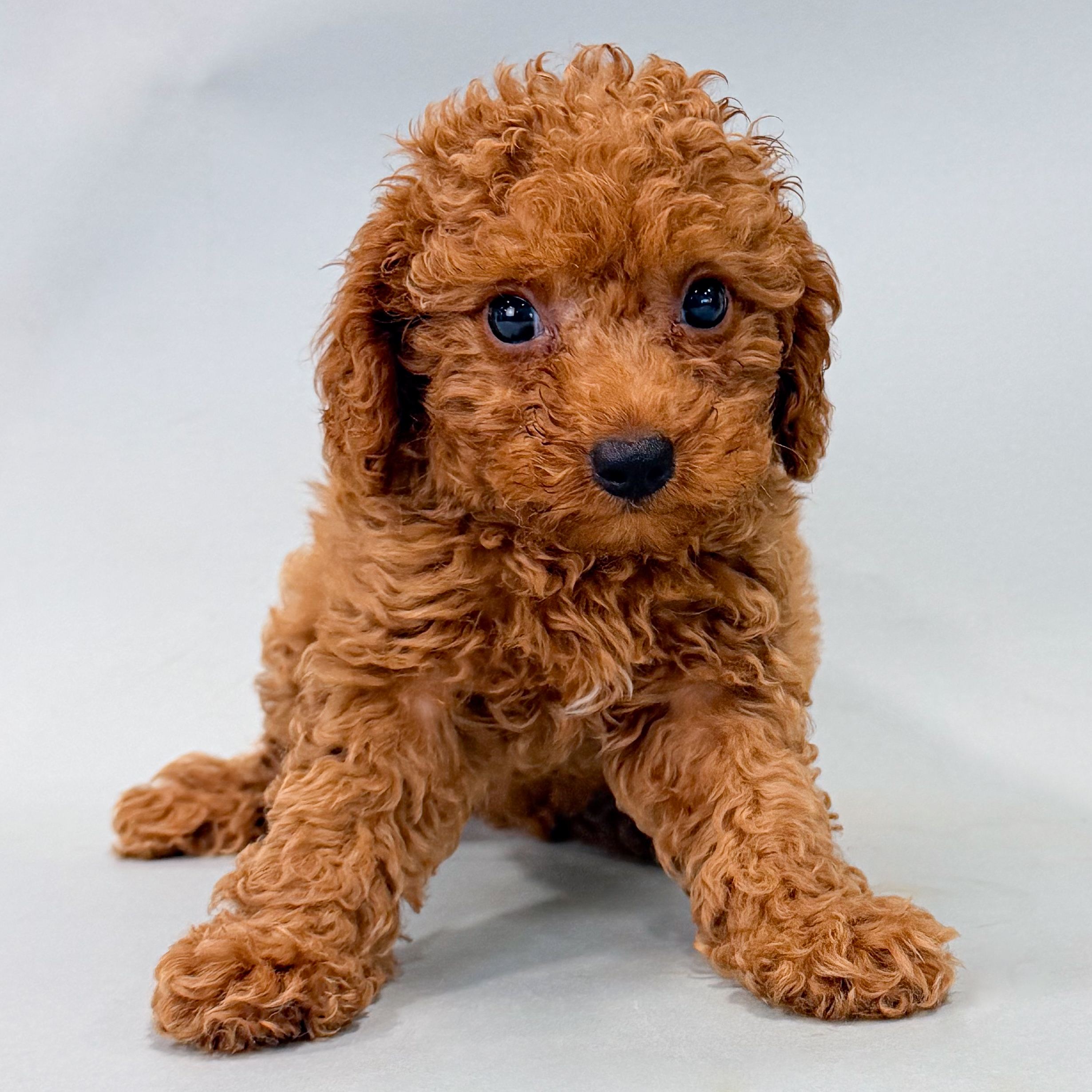 Kamila the Mini Goldendoodle puppy