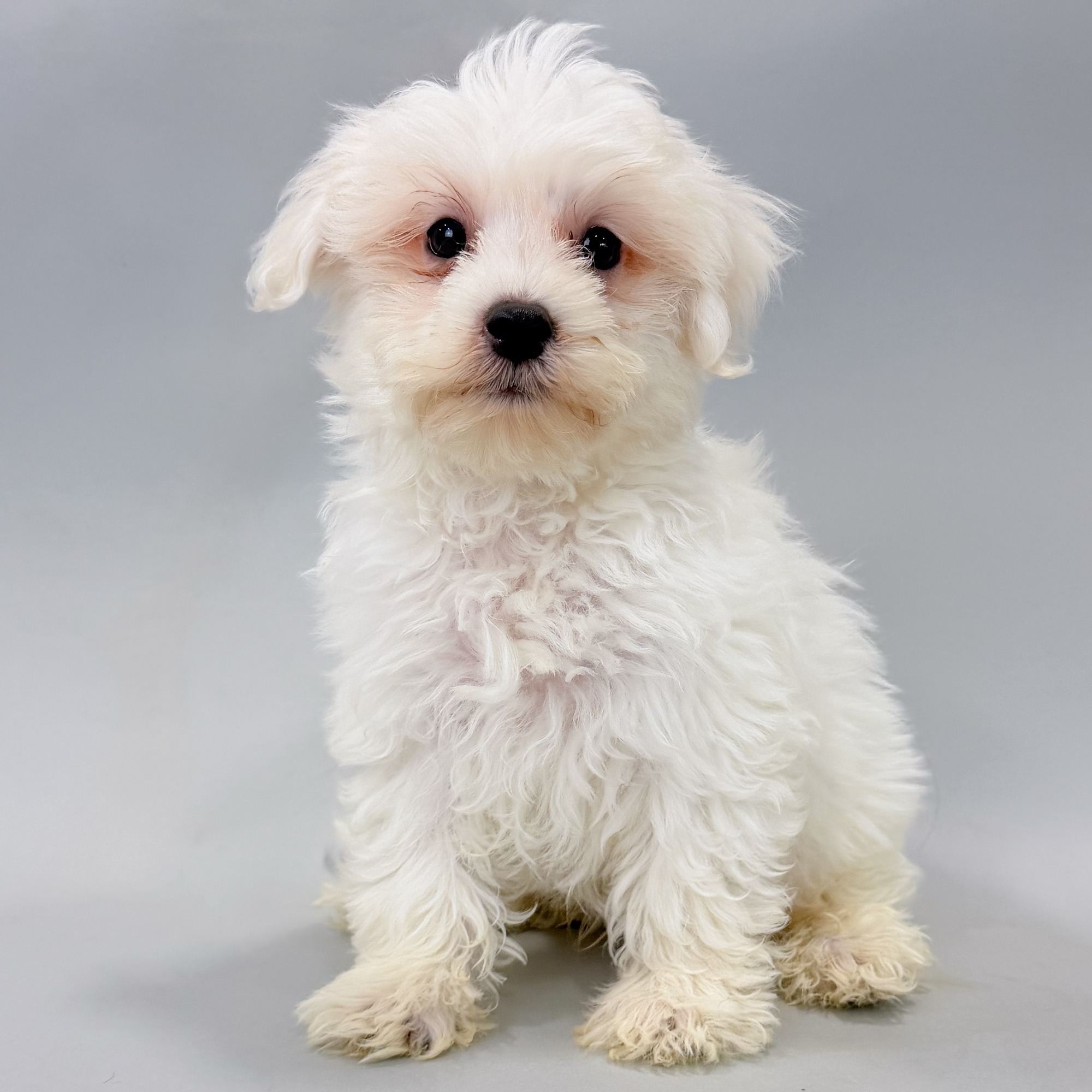 Farley the Maltipoo puppy