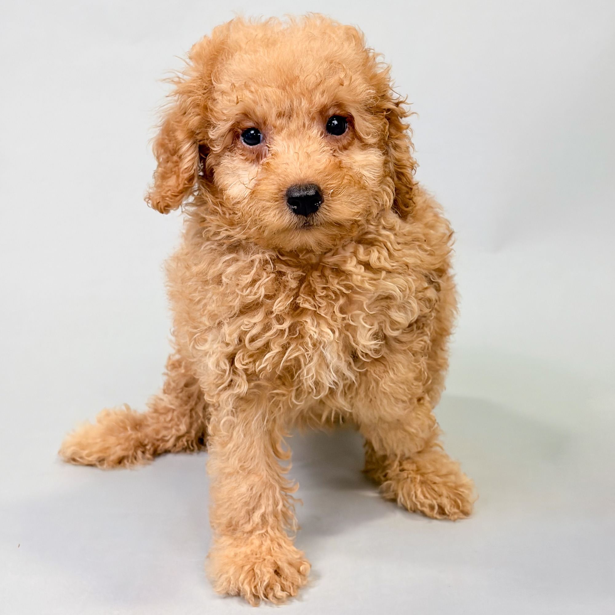 Opal the Maltipoo puppy