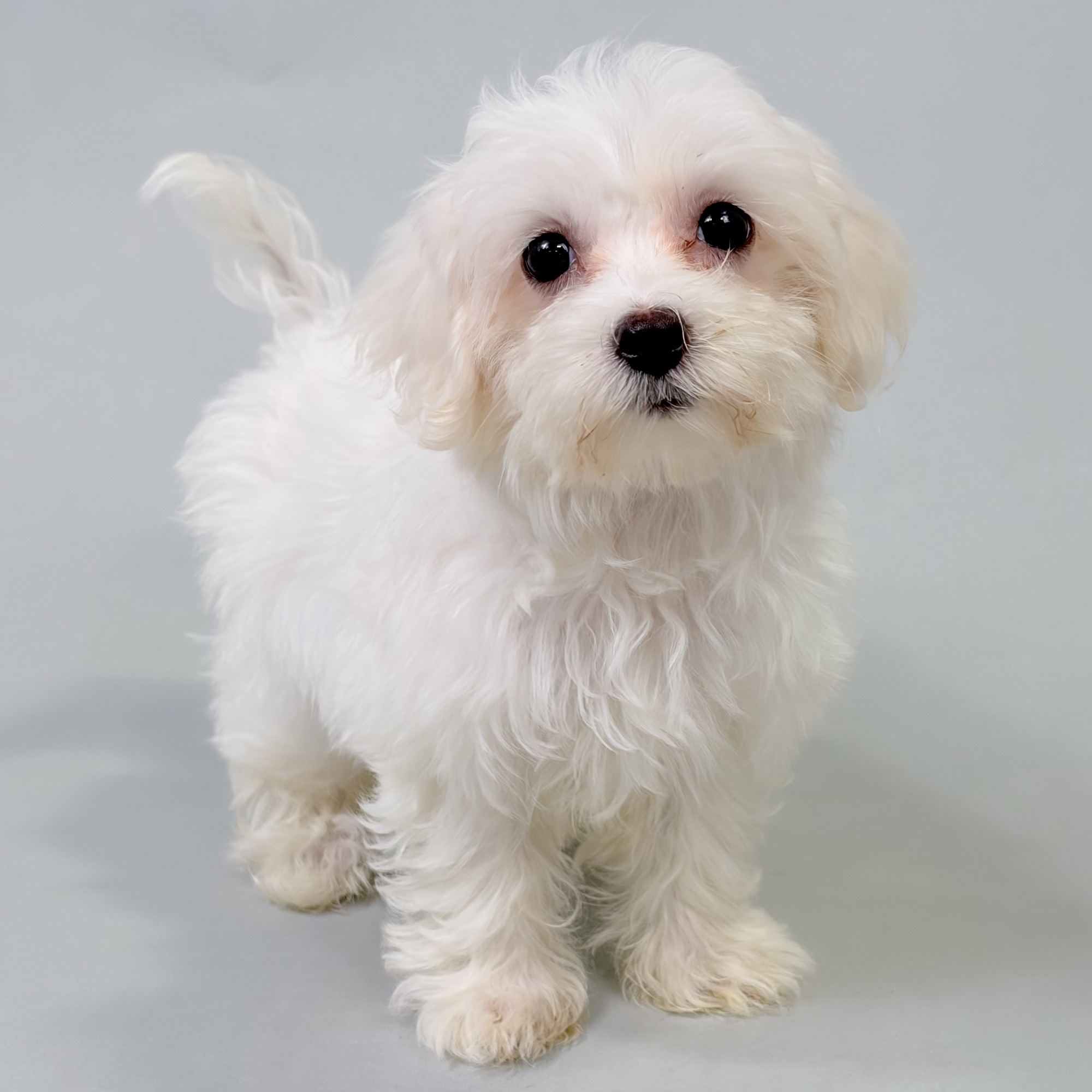 Birdie the Maltichon puppy