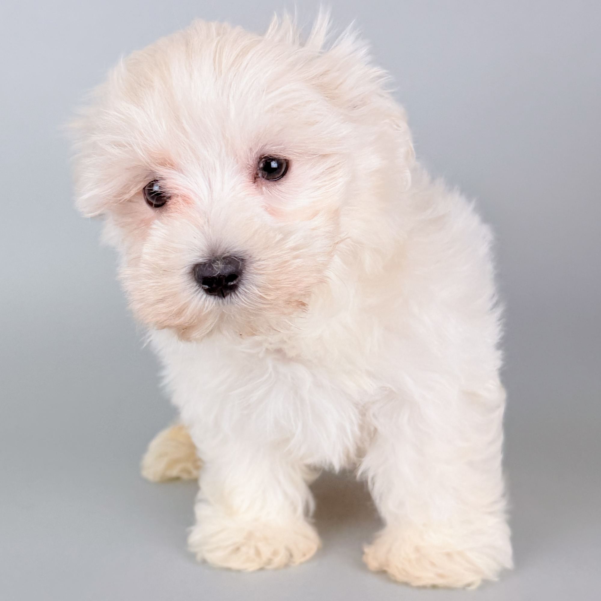 Indy the Maltese puppy