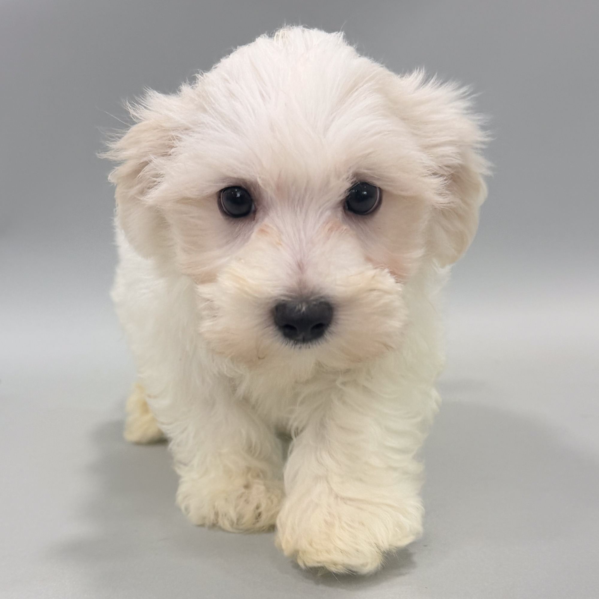 Walter the Maltese puppy
