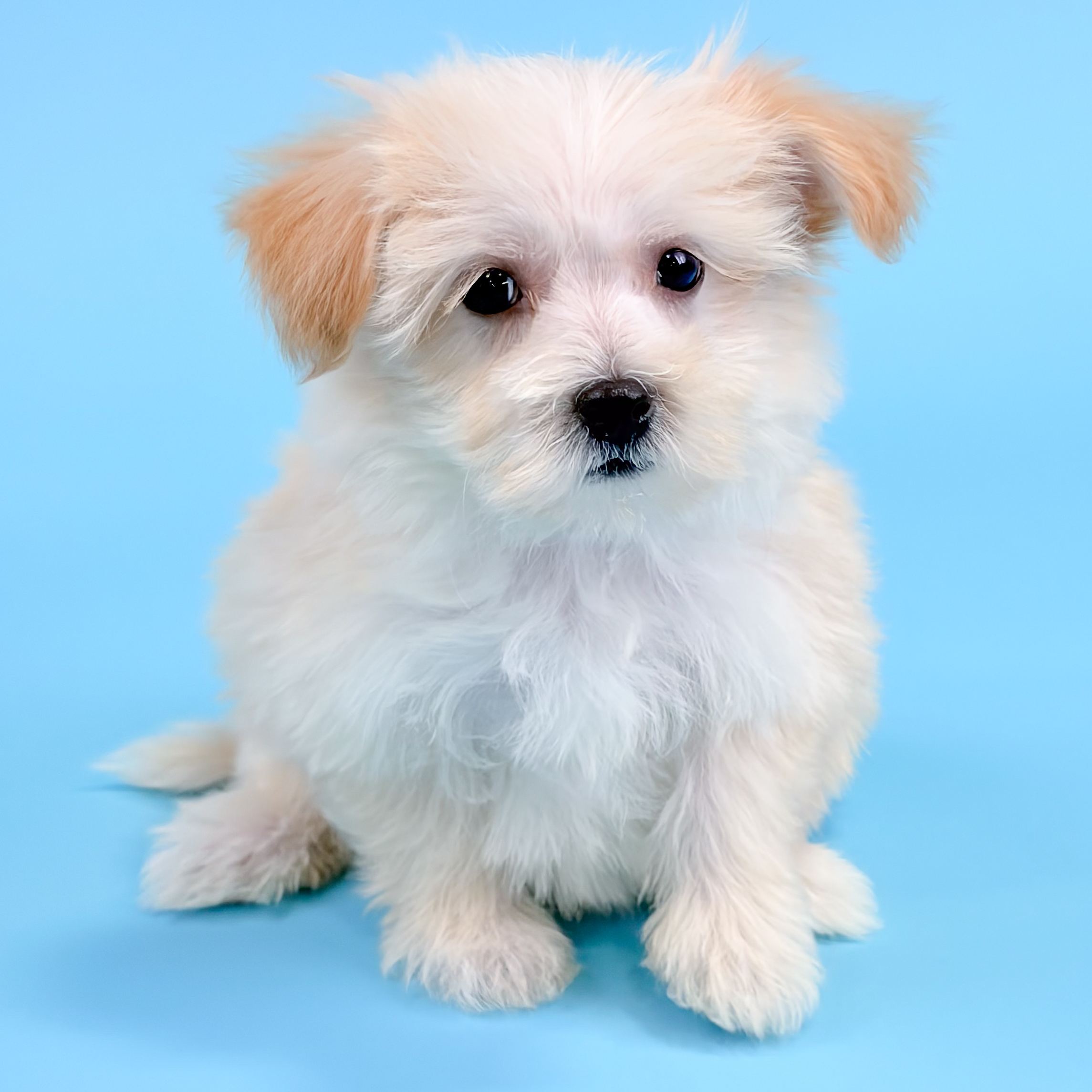 Arthur the Morkie puppy