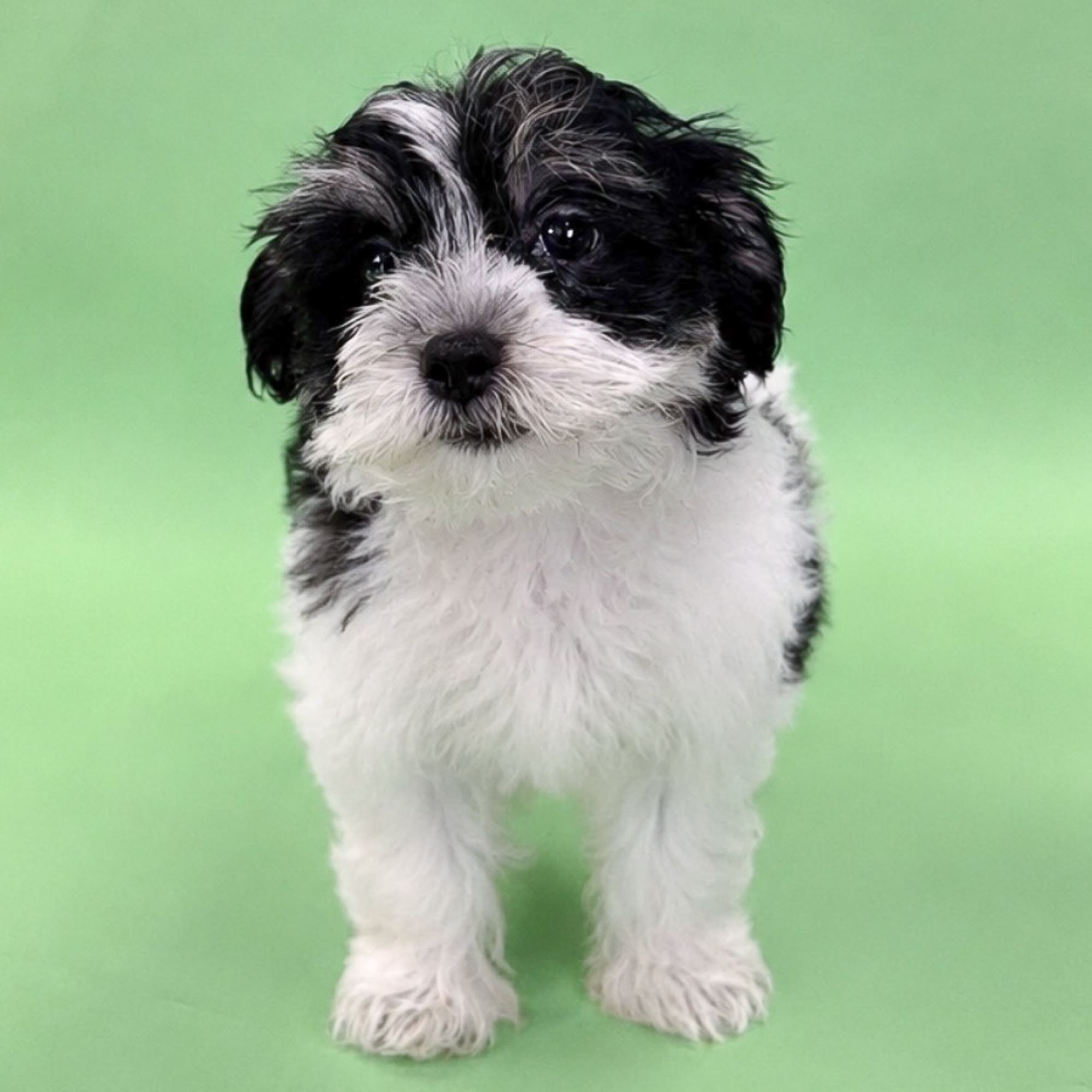 Missy the Teddy Bear puppy