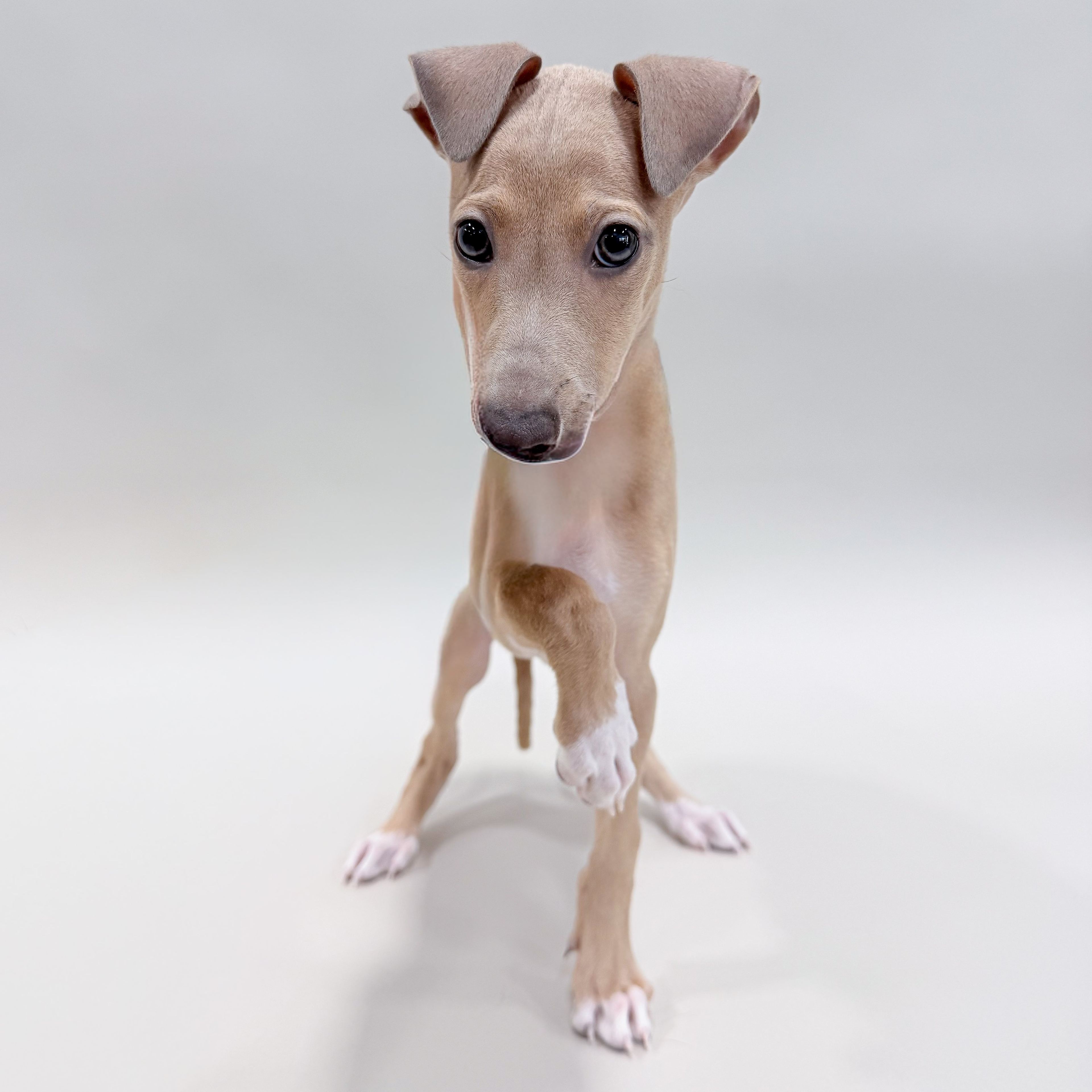 Carter the Italian Greyhound puppy