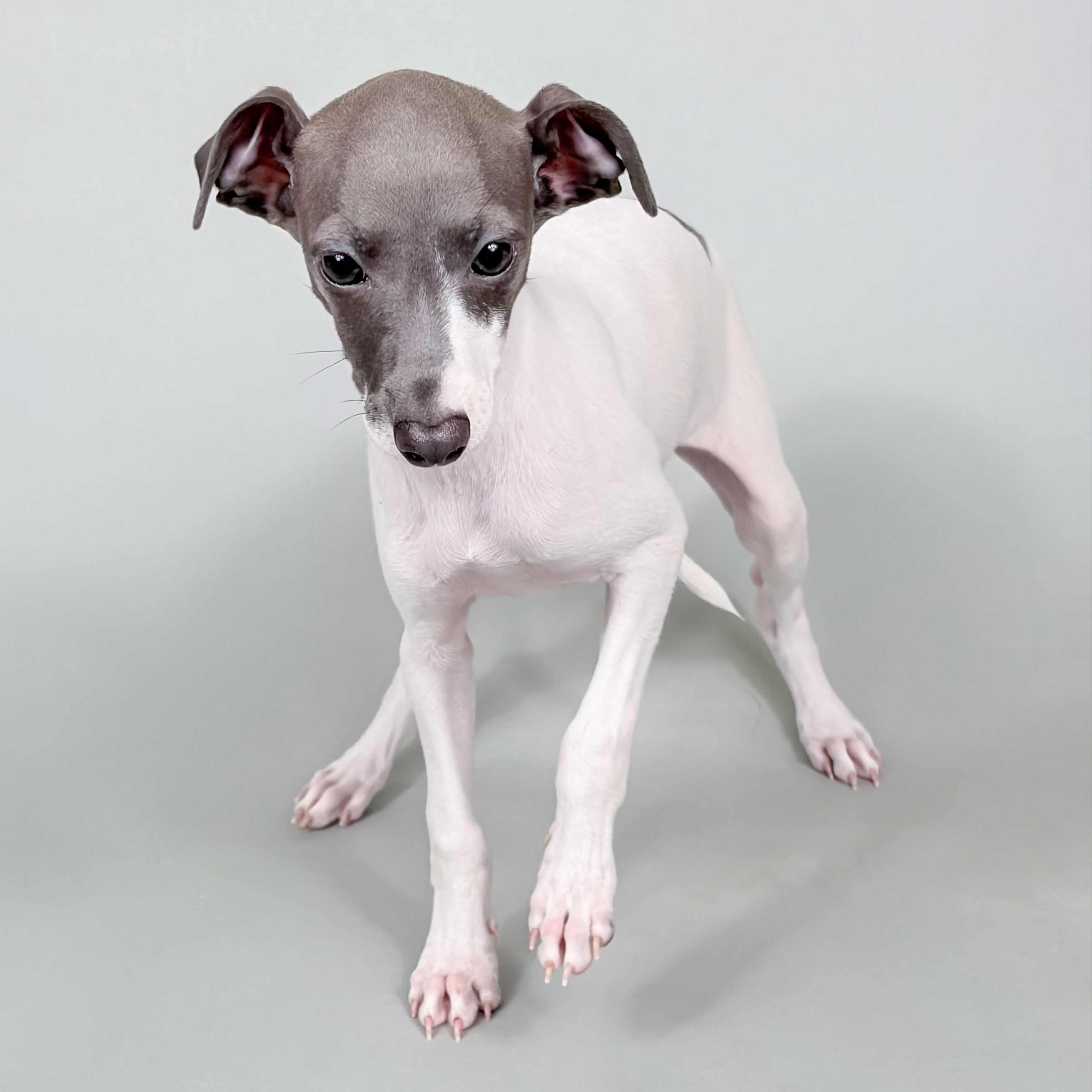 Sophia the Italian Greyhound puppy