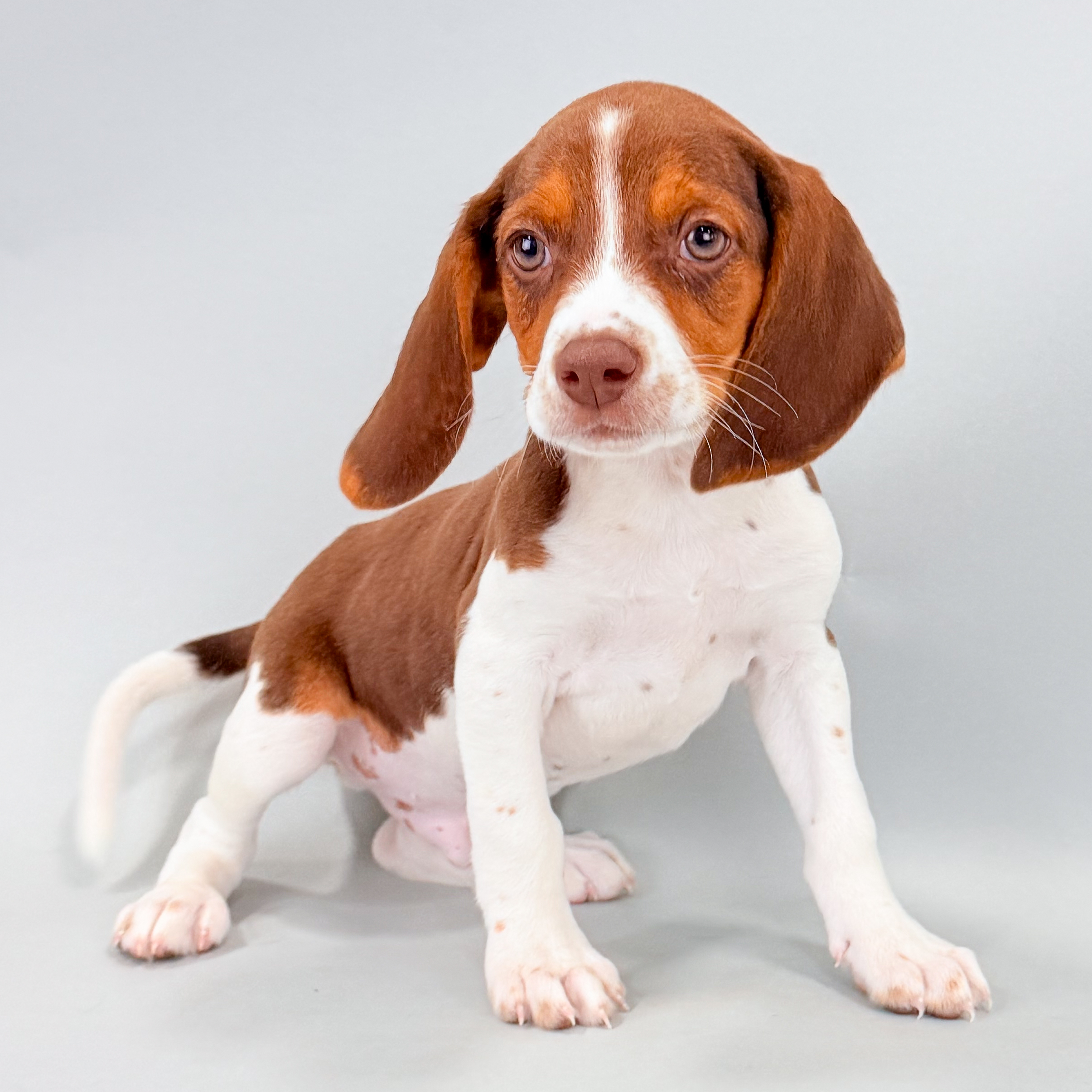 Beagle Puppies For Sale | Forever Love Puppies