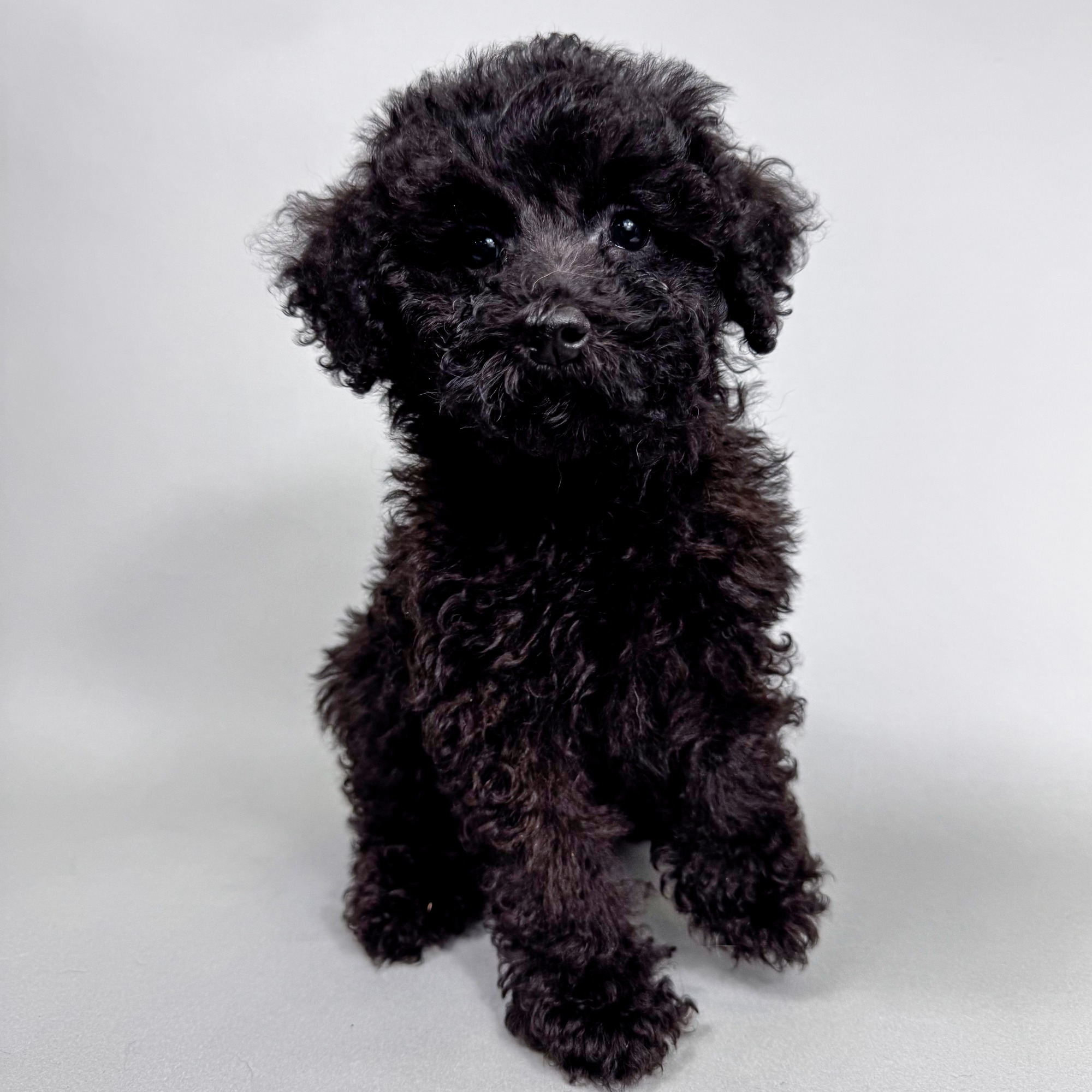 Dogs & Puppies For Sale Online | Forever Love Puppies